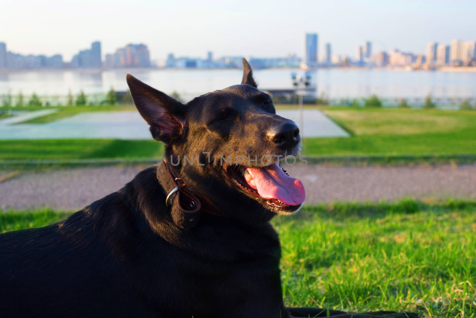 happy black dog with tongue in a city park