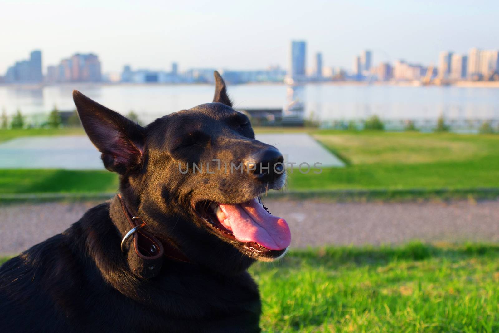 happy black dog with tongue in a city park