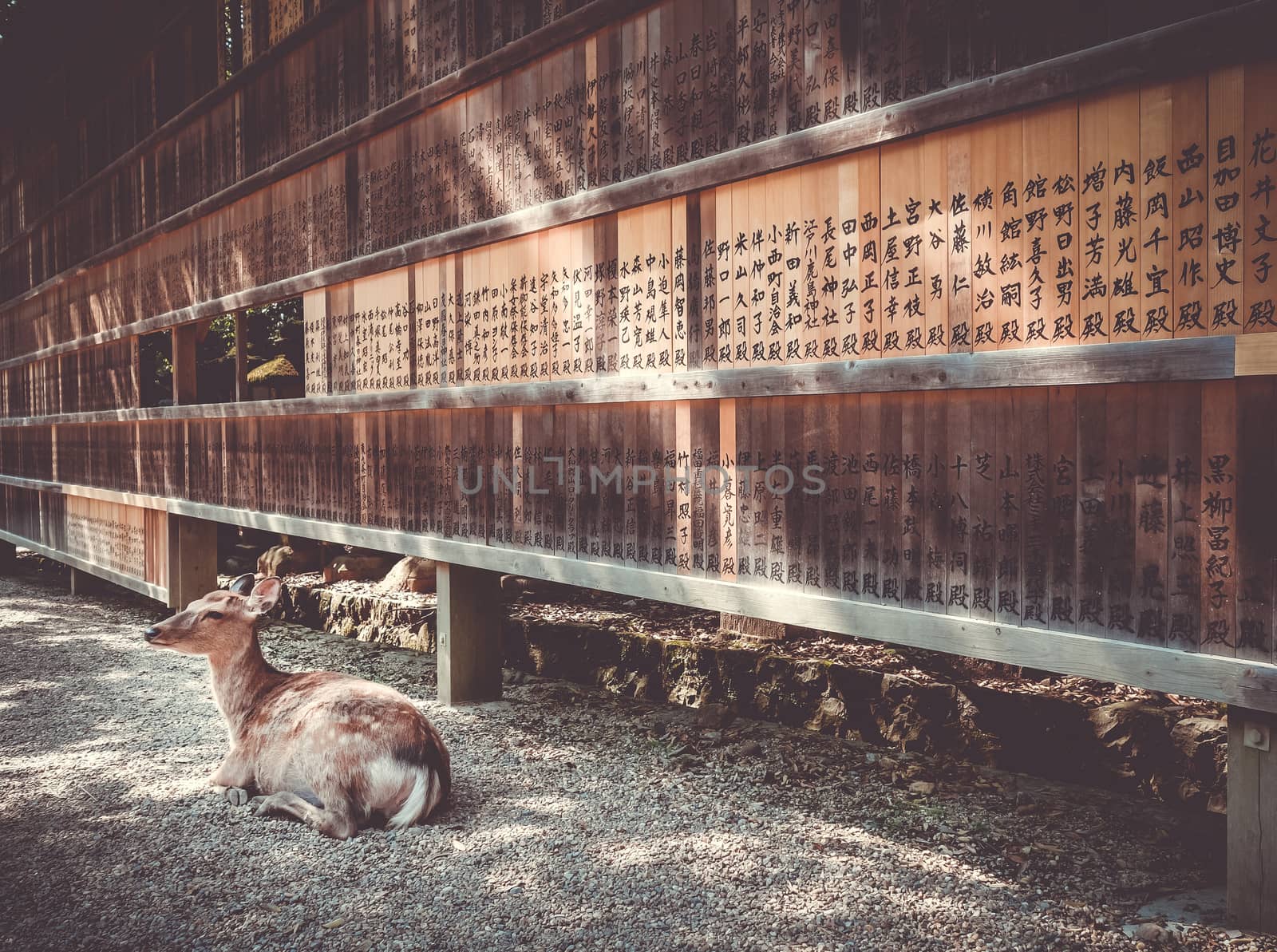 Sika deer in front of Wooden tablets, Nara, Japan