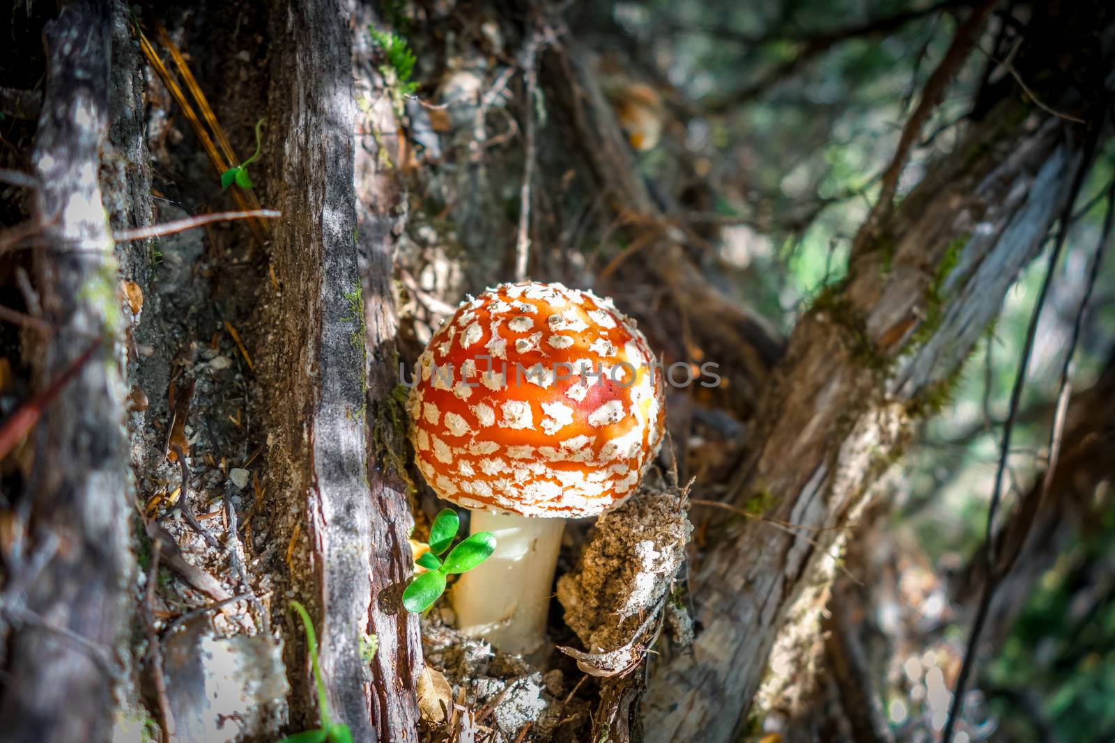 Amanita muscaria. fly agaric toadstool mushroom. Close-up view