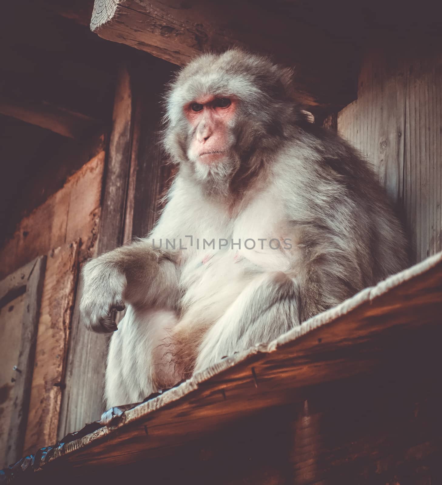 Japanese macaque on a rooftop, watayama monkey park, Kyoto, Japa by daboost