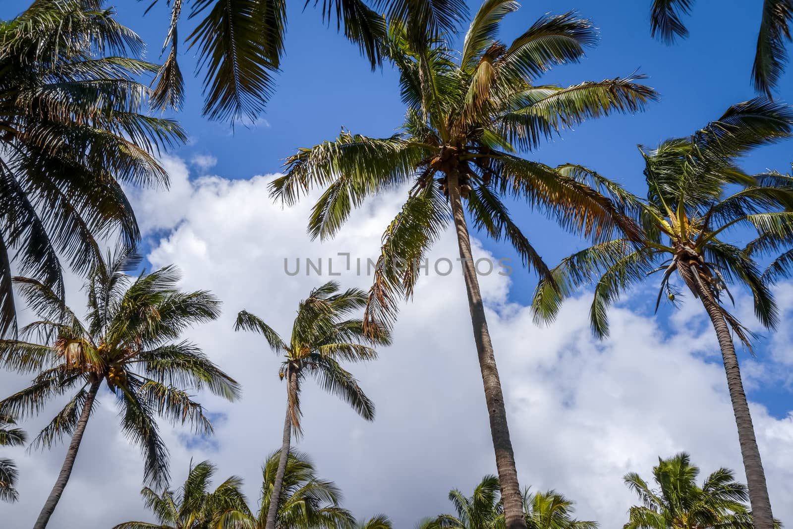 Palm trees on Anakena beach, easter island, Chile