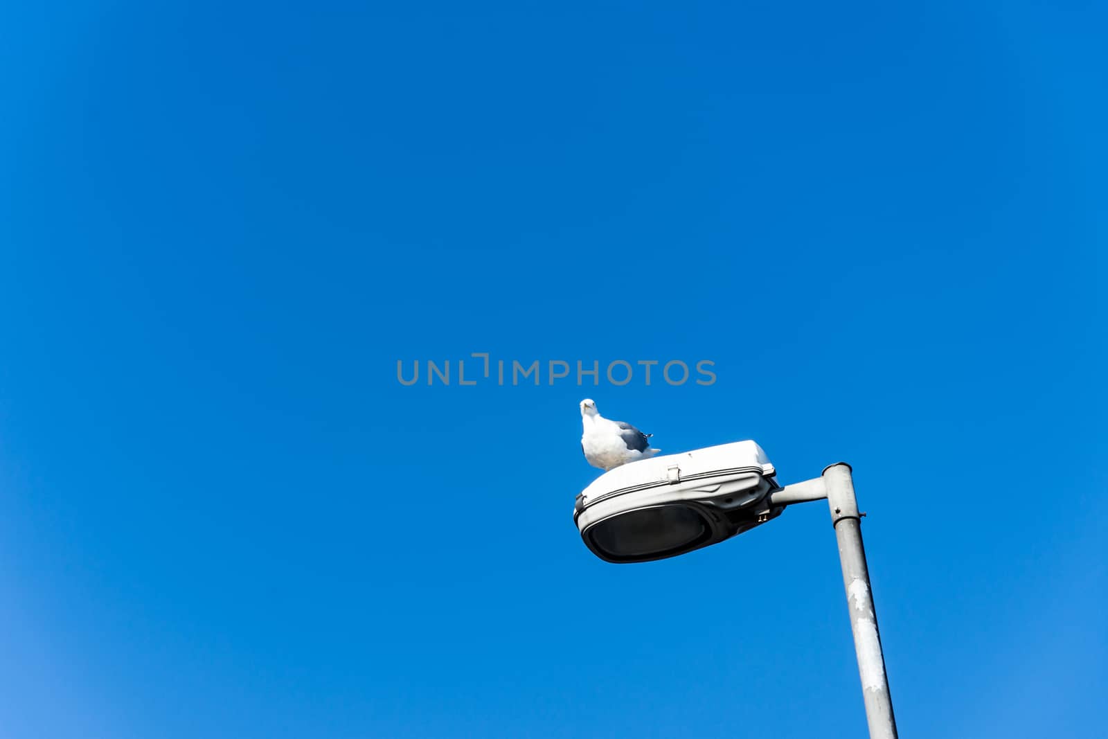 seagull standing on the street lamp