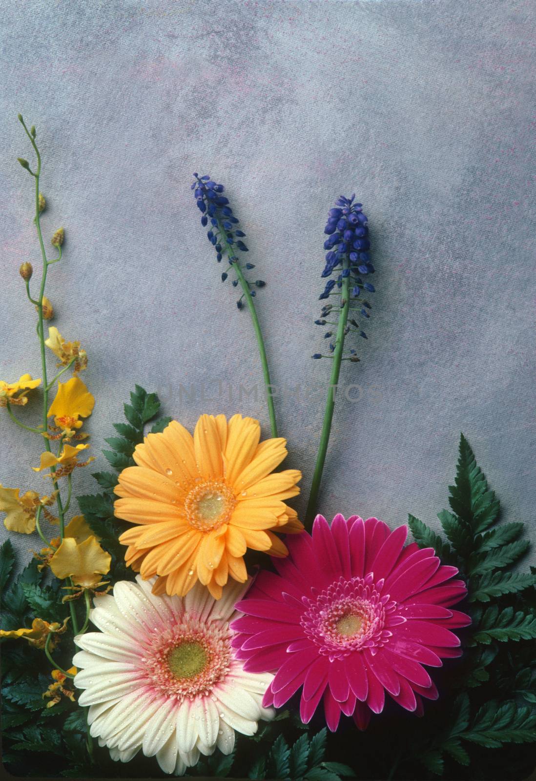 Flowers including Gerber Daisies, laid against a painted canvas backdrop