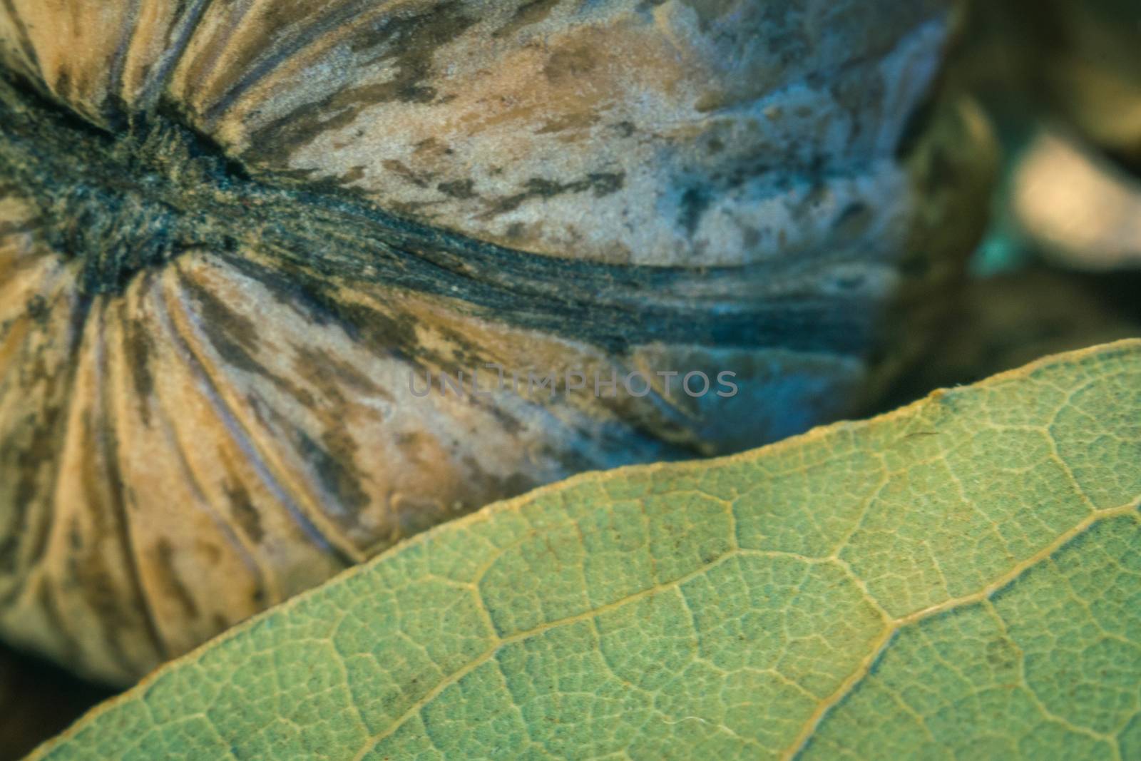 walnuts close-up health super macro photos useful