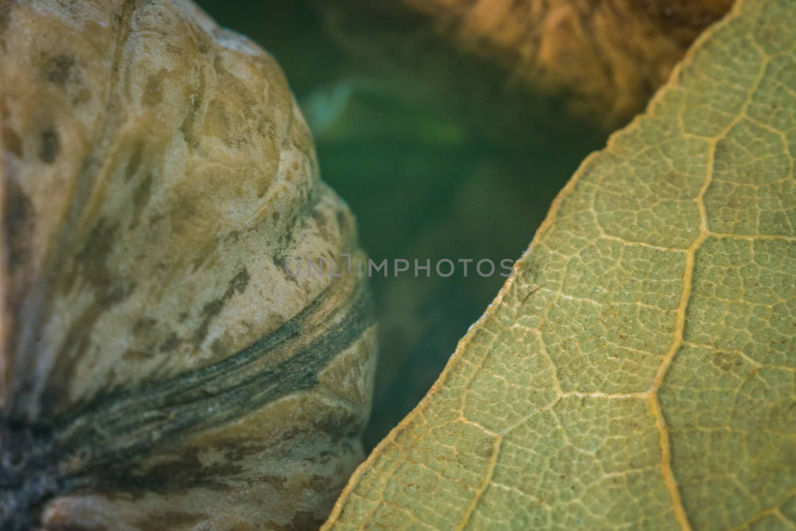 nuts closeup macro with green leaf super photo
