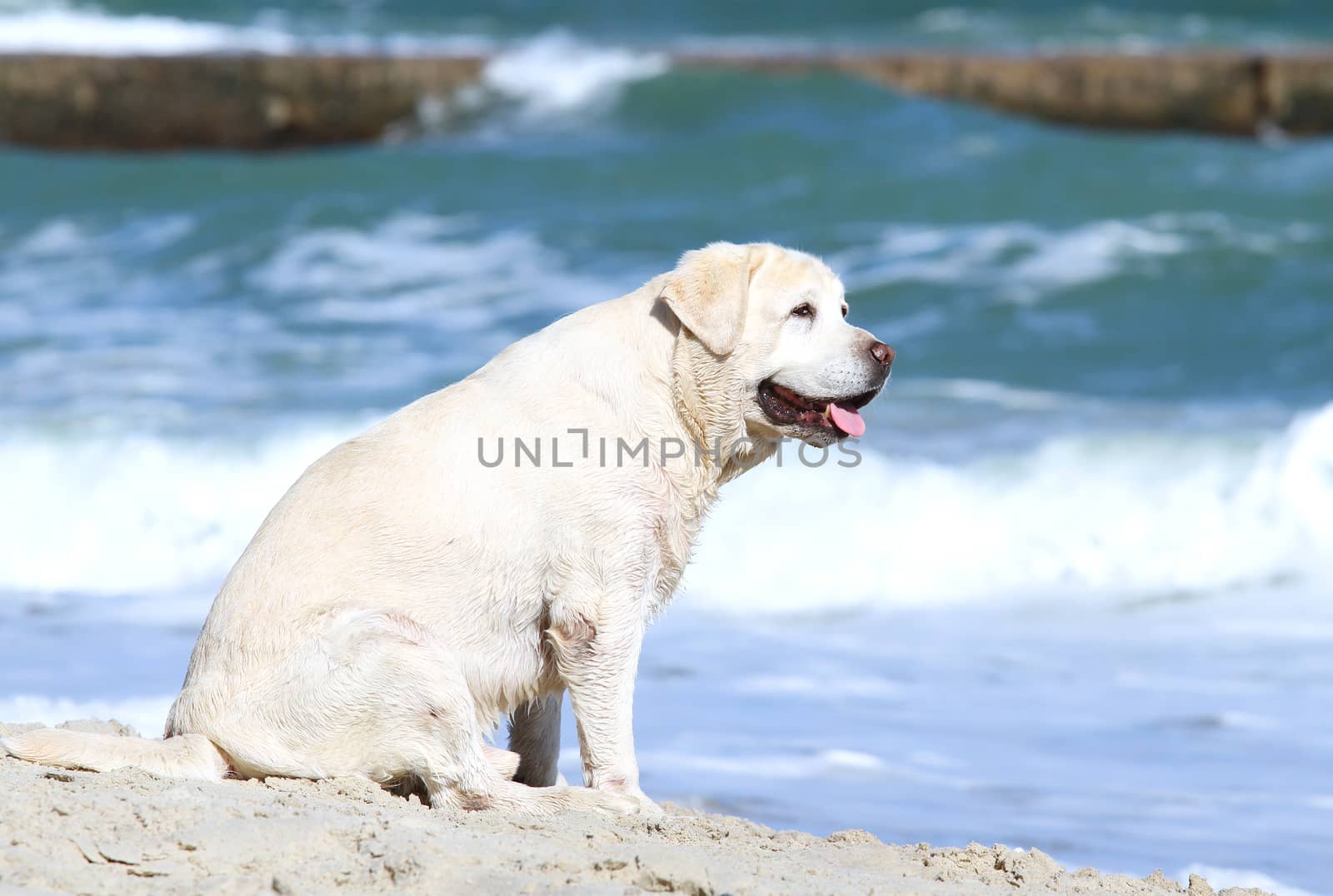 a yellow labrador playing at the sea in summer portrait