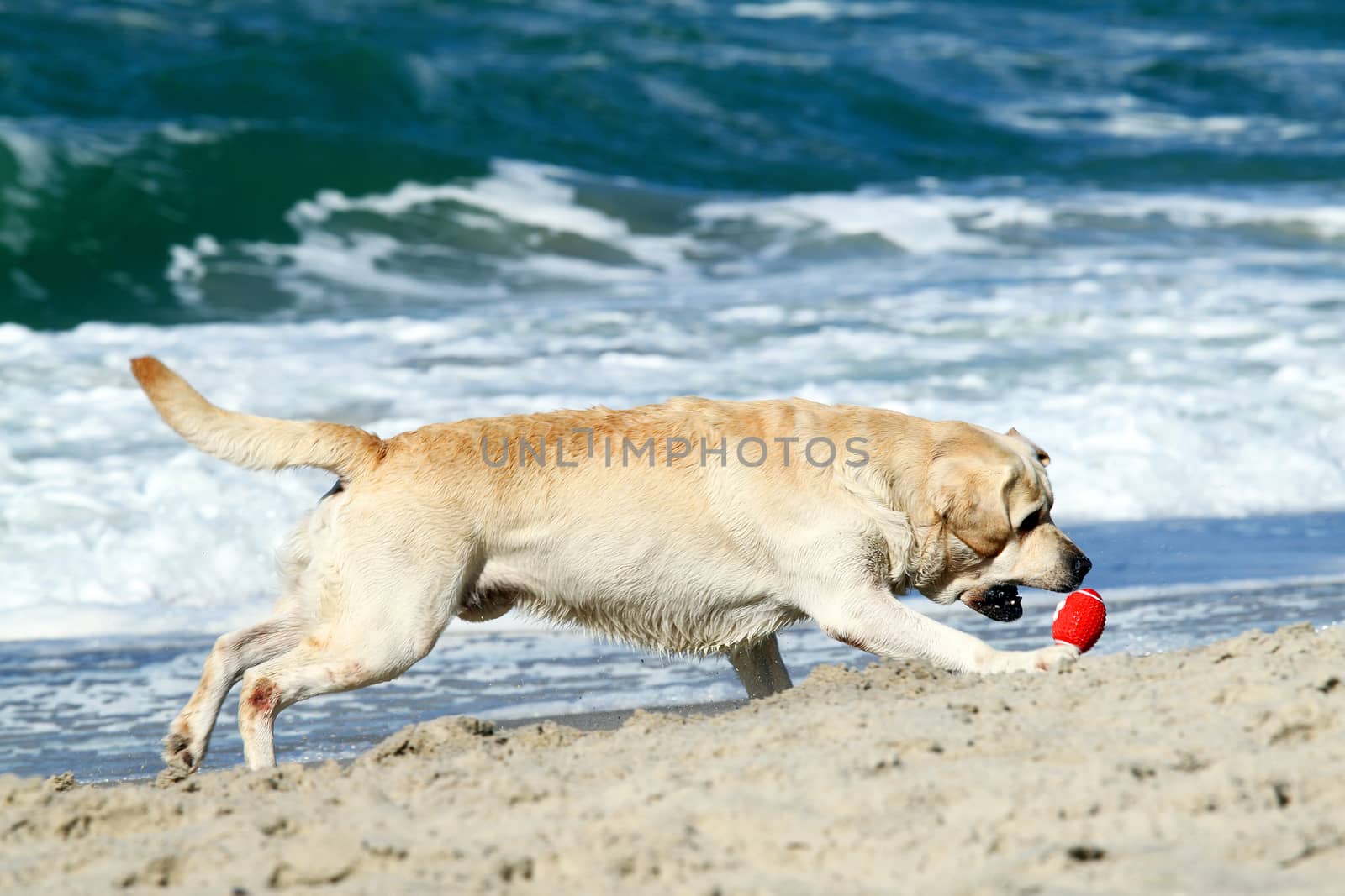 yellow labradors running to the sea in summer