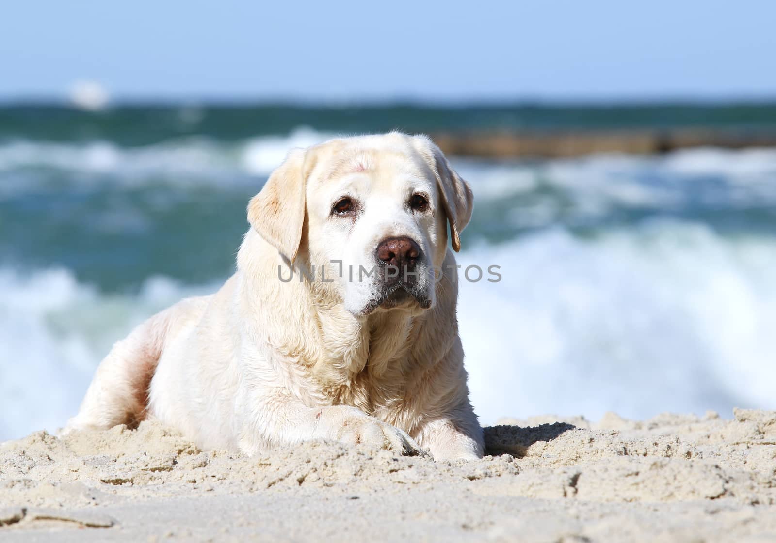 yellow labrador playing at the sea in summer portrait