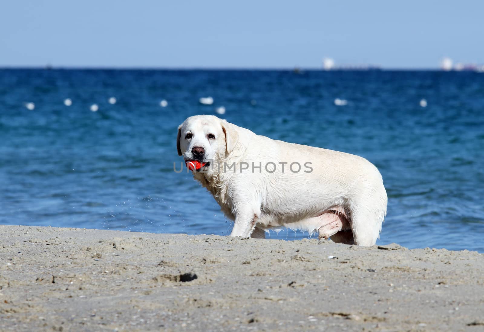 the yellow labradors running to the sea in summer