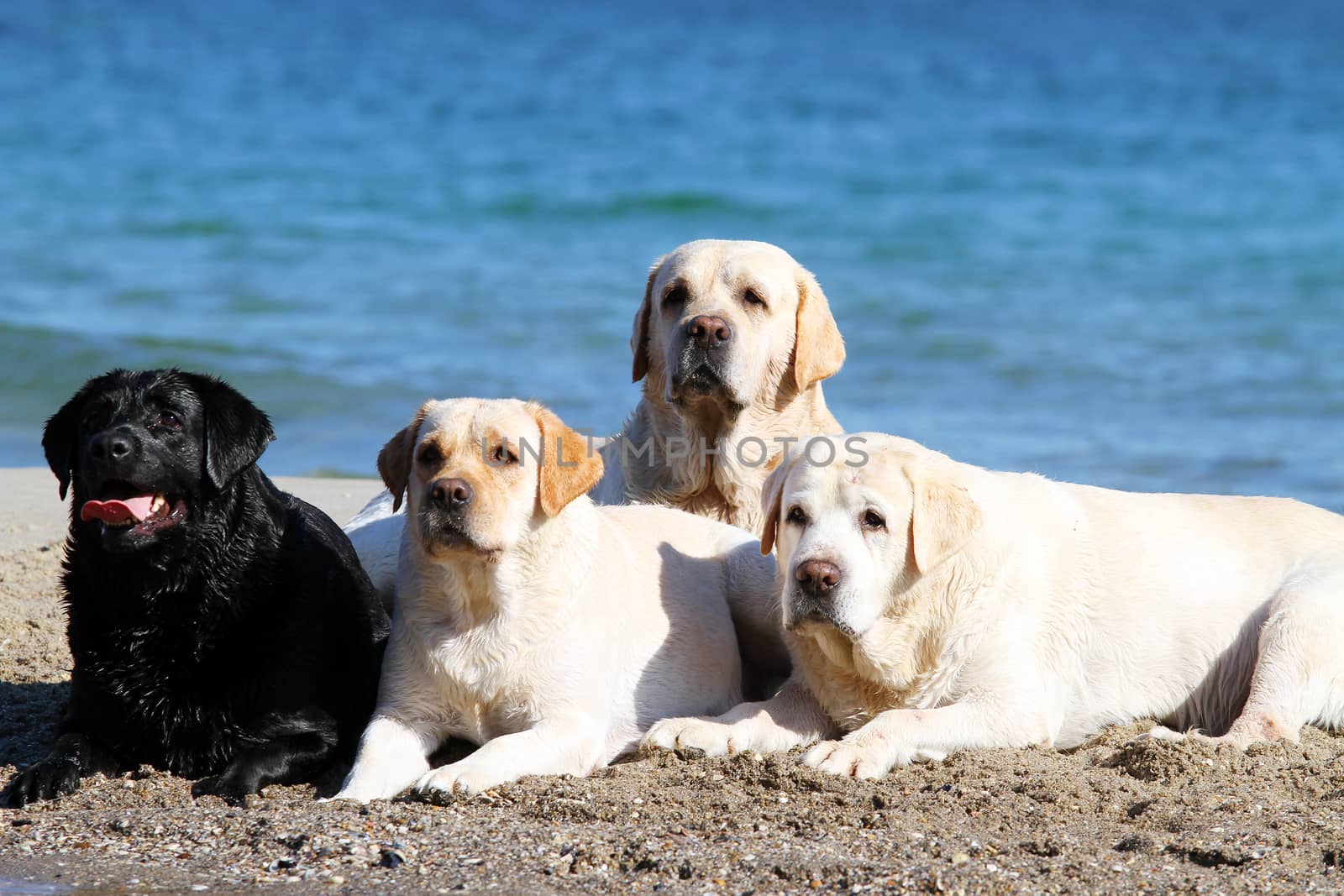four labradors playing at the sea in summer portraits