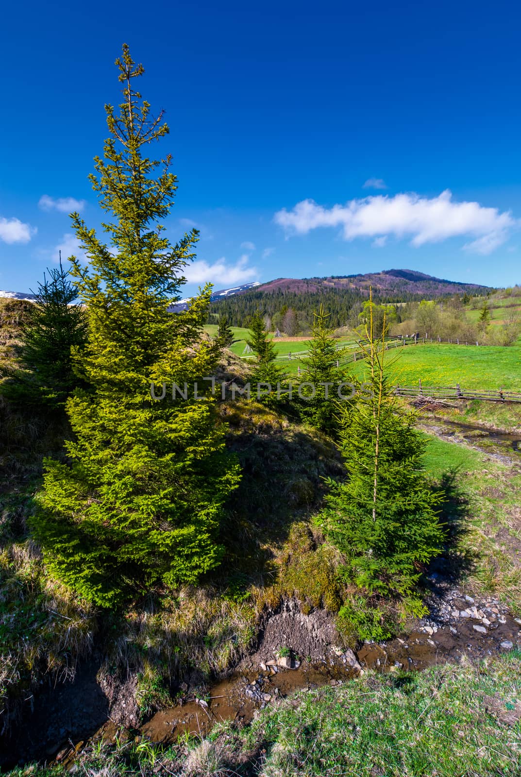 spruce trees near the brook in springtime by Pellinni