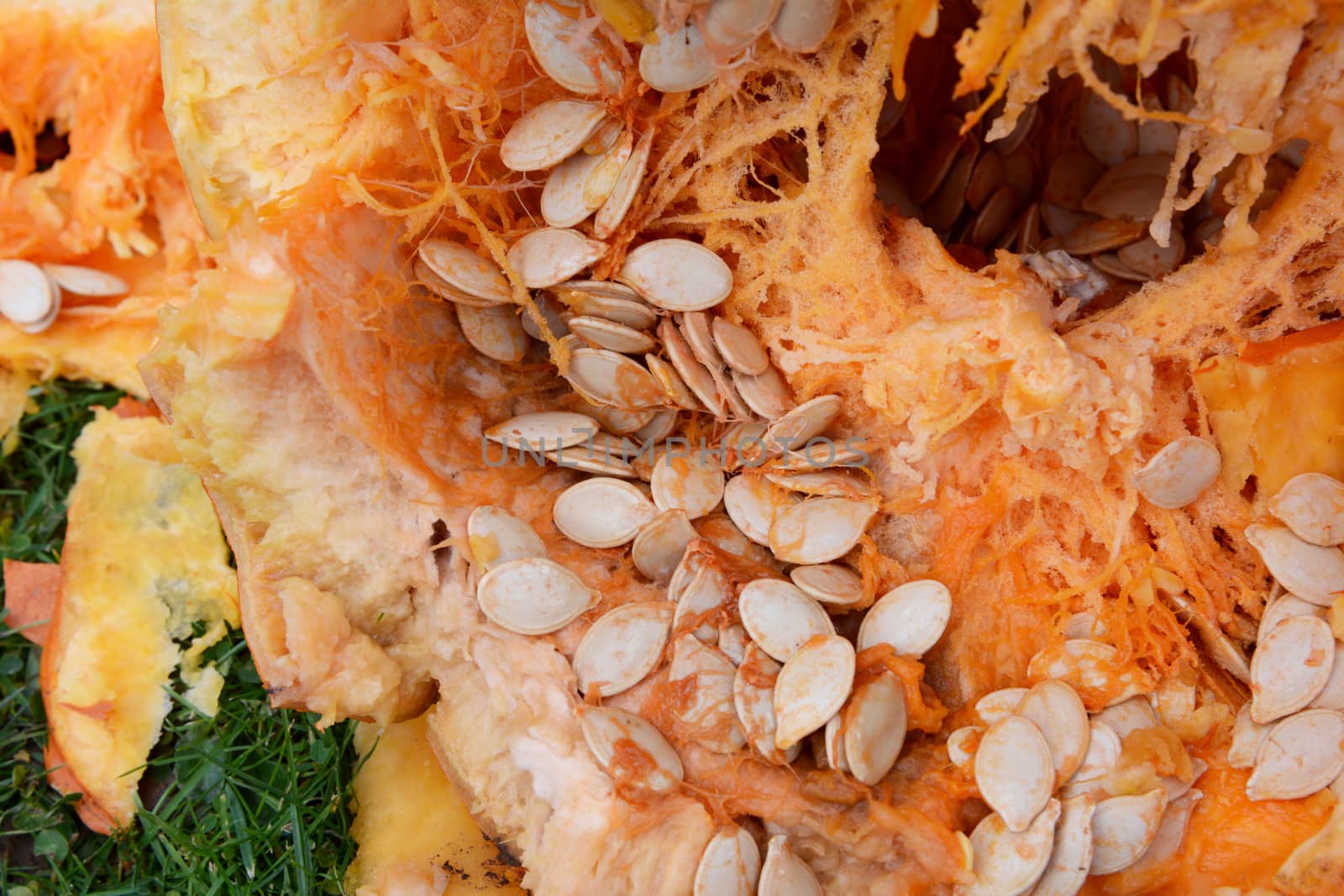 Numerous oval pumpkin seeds among stringy flesh inside a large orange pumpkin, on grass