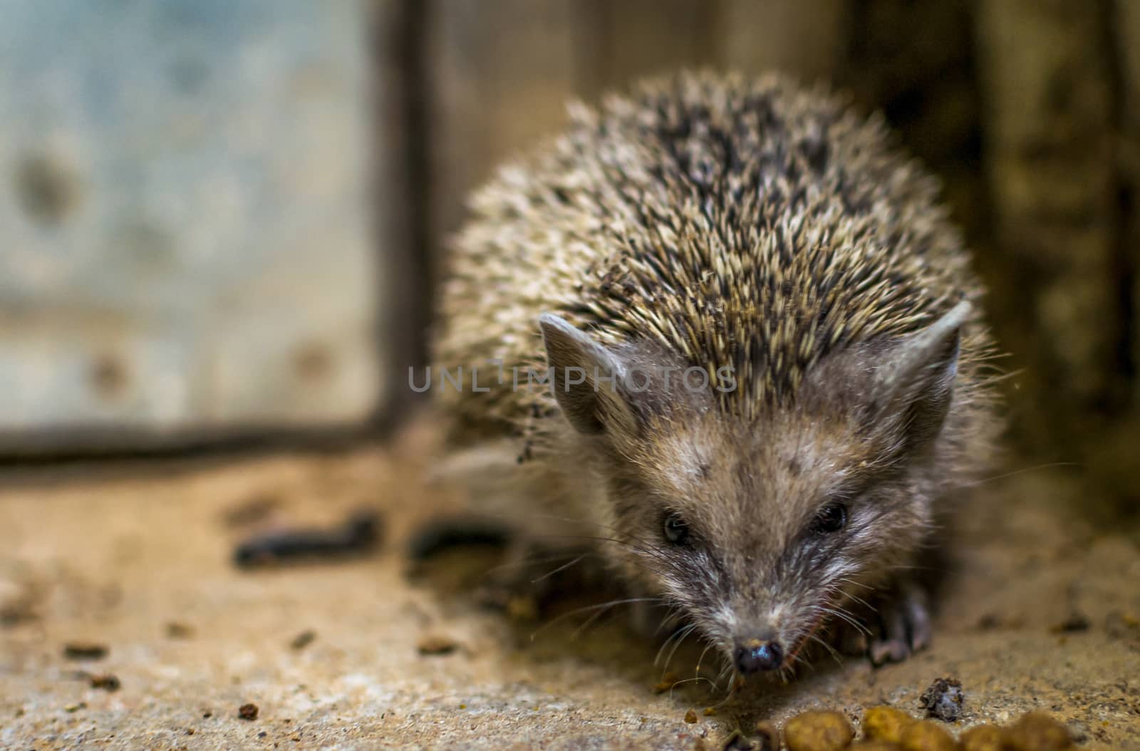 hedgehog in the sand funny hedgehog eating cat food