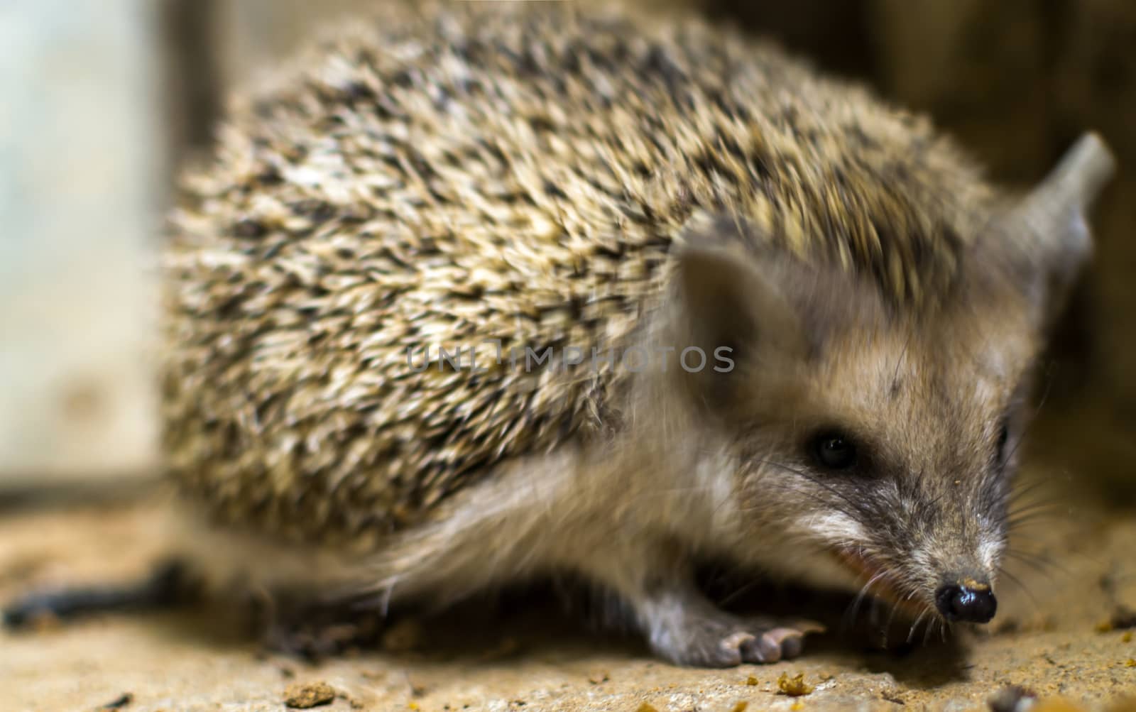 hedgehog in the sand by darksoul72