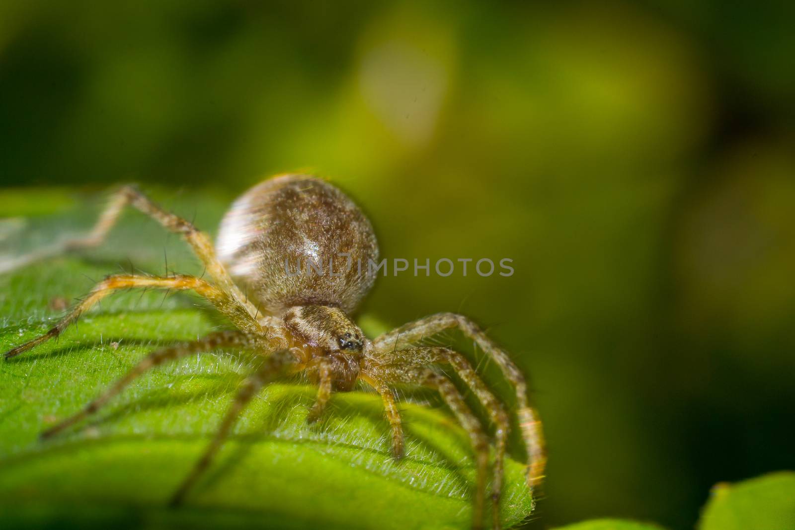 spider on leaf macro photo by darksoul72