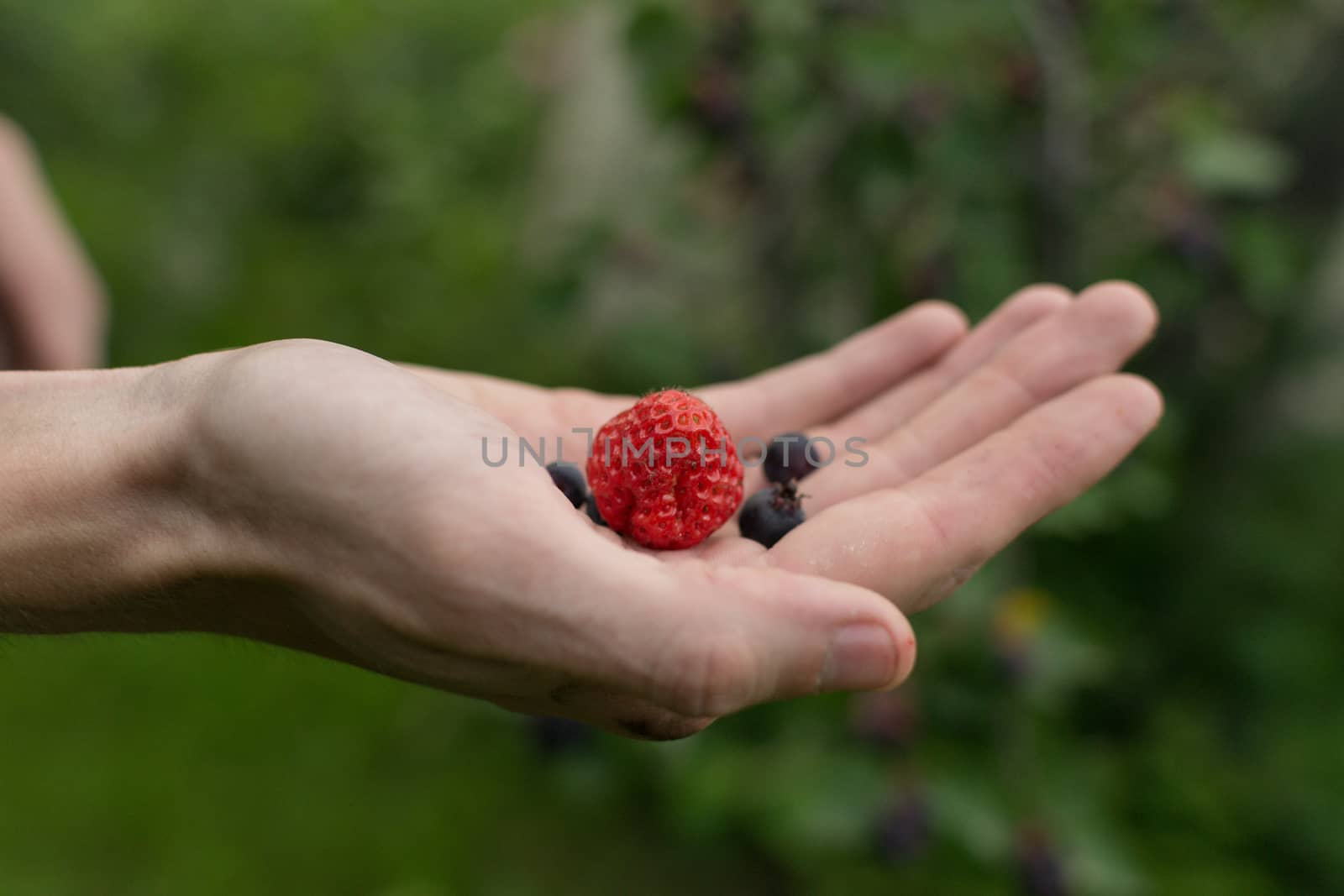 berries in hand, strawberries in the hands of young men