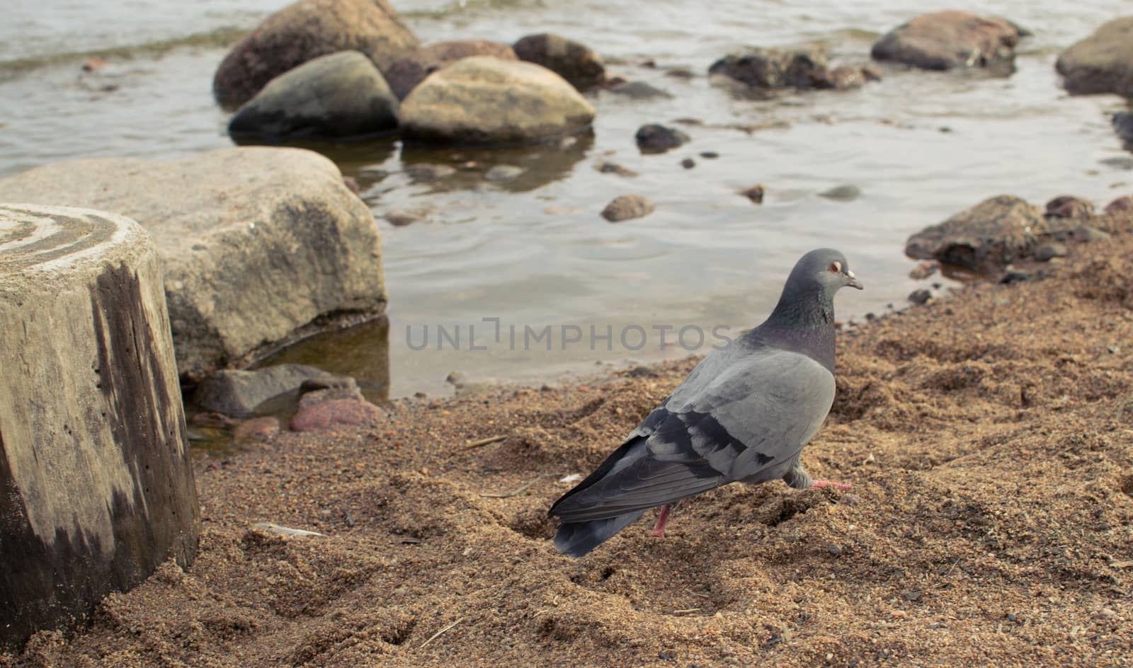 dove on the beach bird walks on the sand near the sea