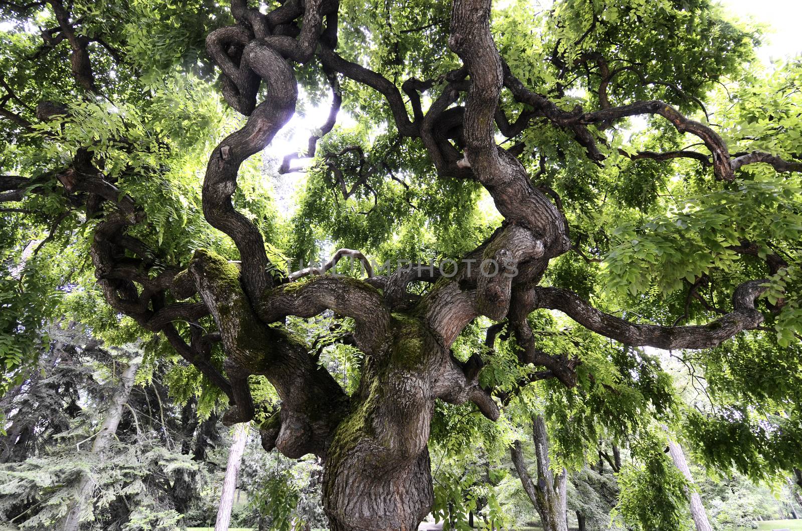 Old curvy scary green tree in the park