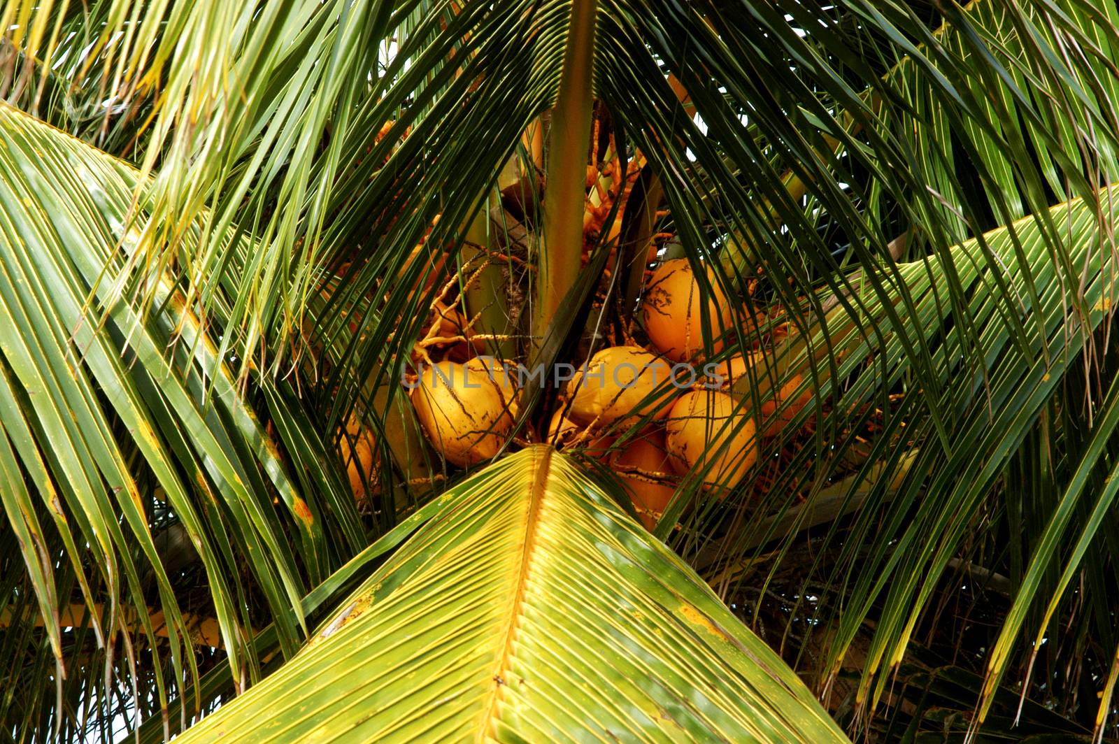 Beautiful green palm tree on summer day