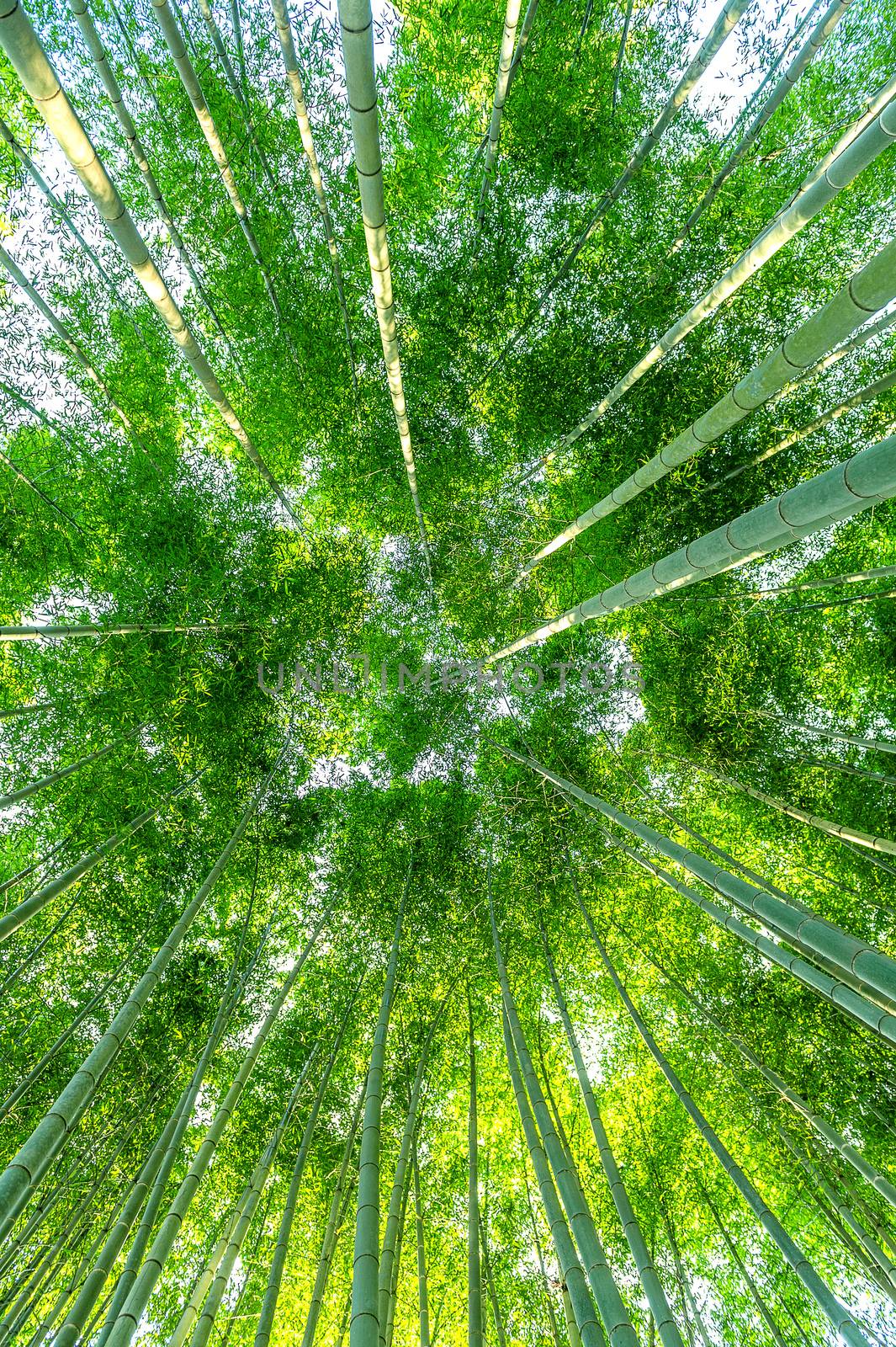 bamboo forest. Nature background.