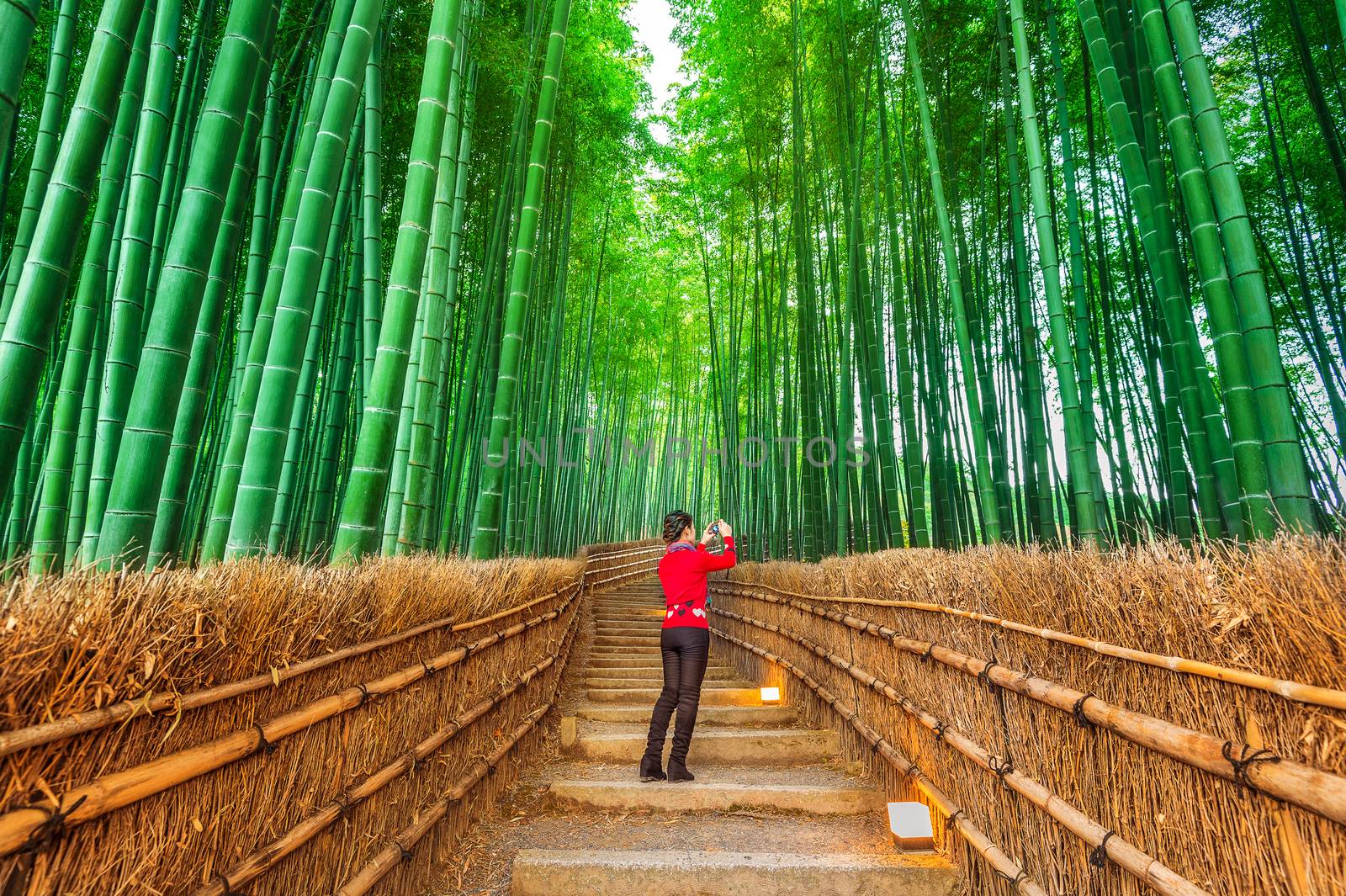 Woman take a photo at Bamboo Forest in Kyoto, Japan. by gutarphotoghaphy
