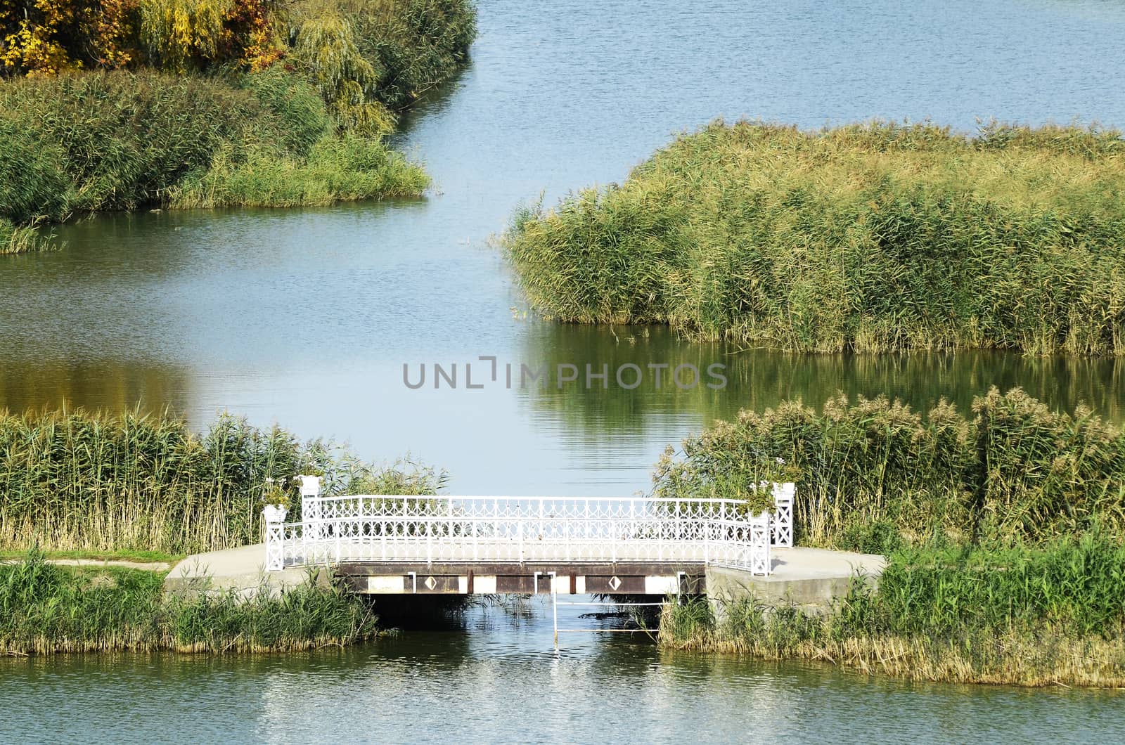 View on beautiful pond landscape and flowers