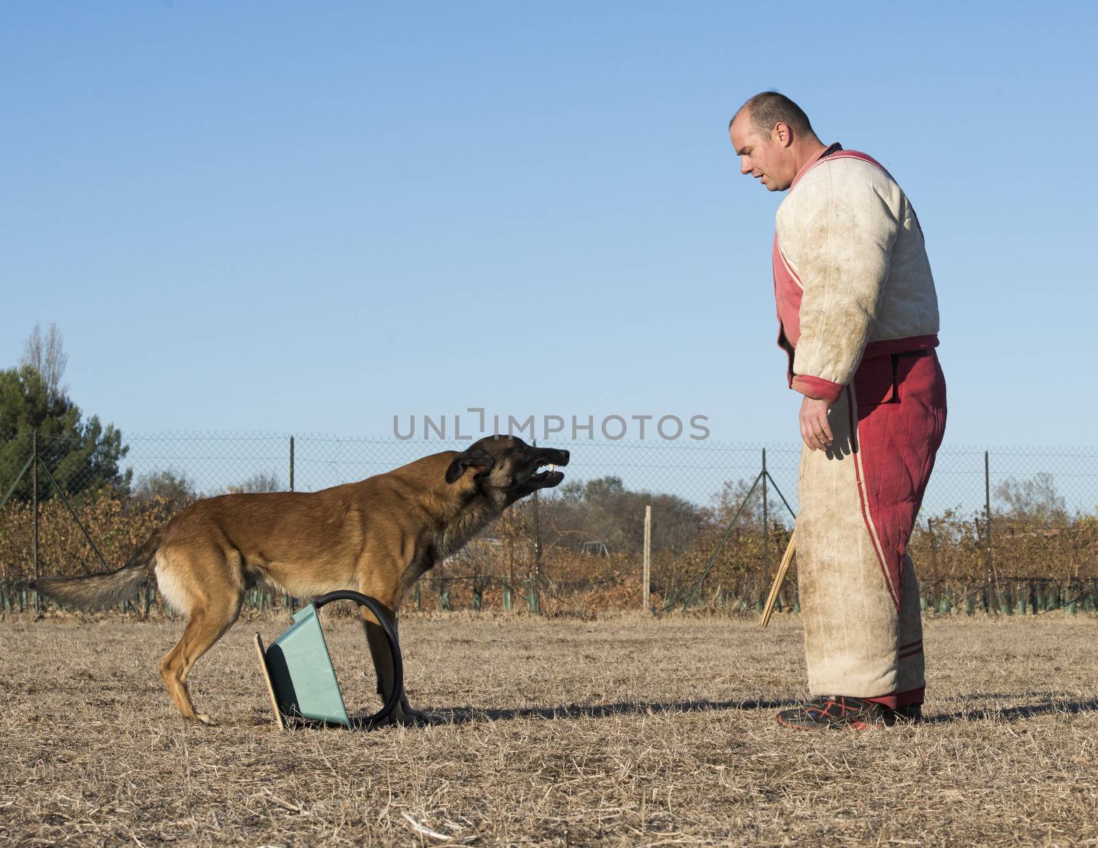 training of a belgian shepherd malinois with police man