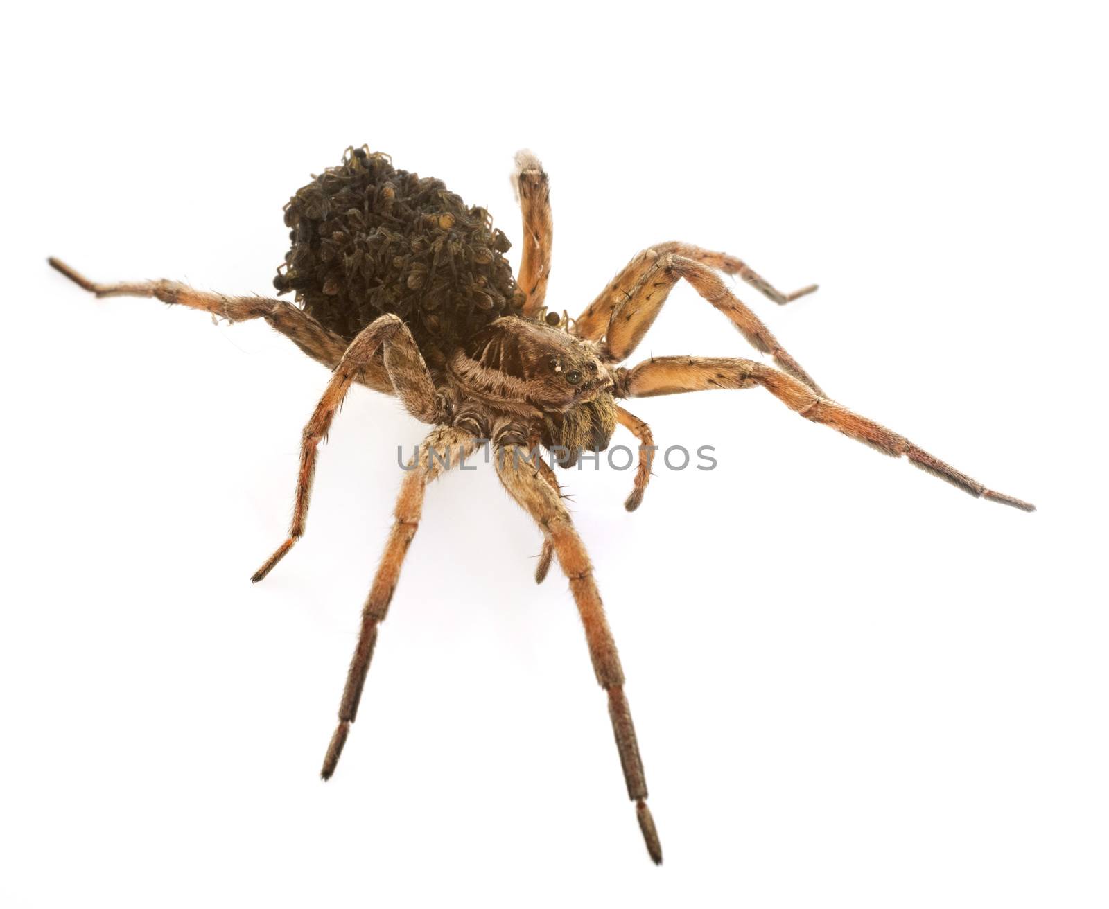 Wolf spider in front of white background