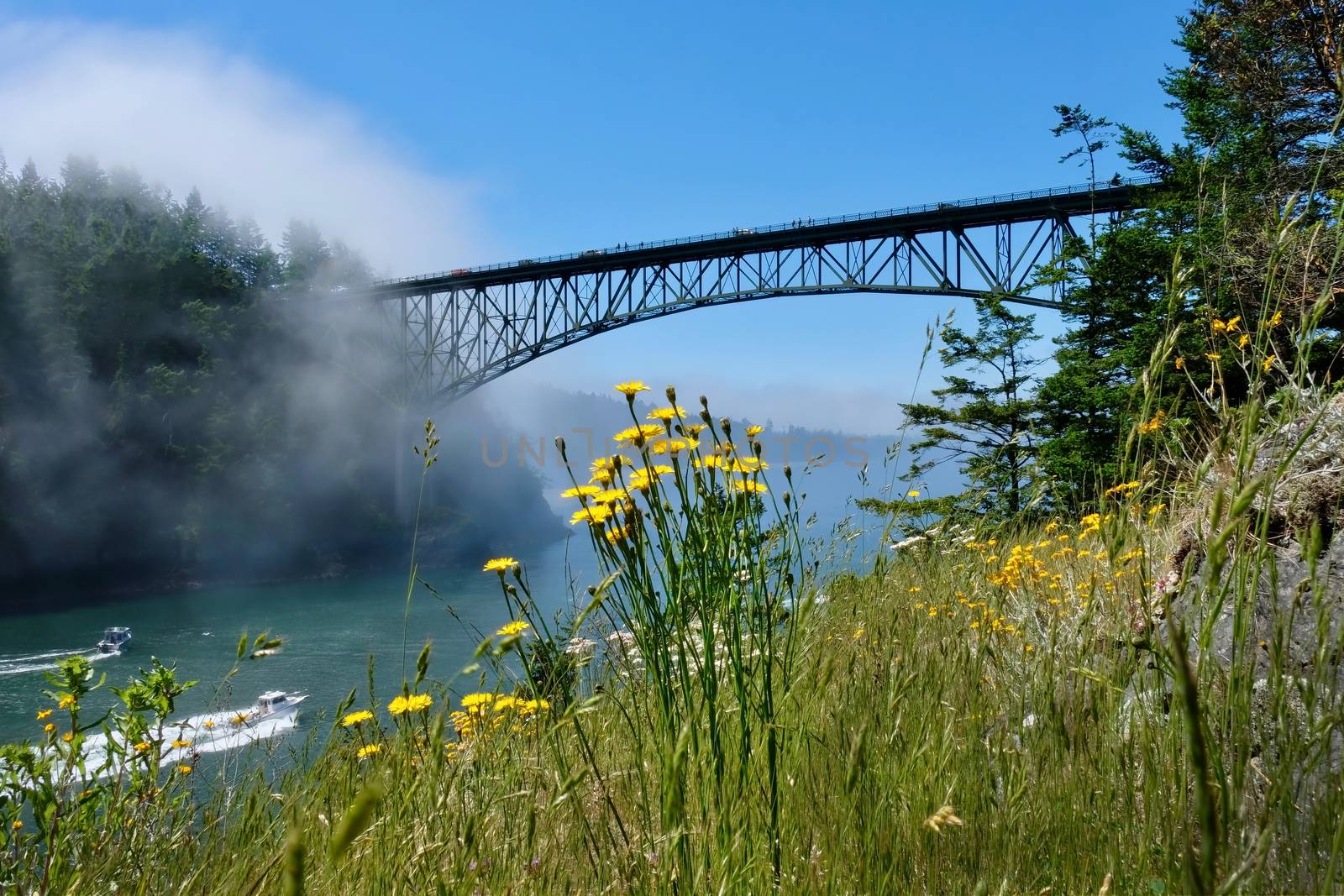 Scenic view of Deception Pass Bridge in summer day with fog and wildflowes on cliff. by marina_poushkina