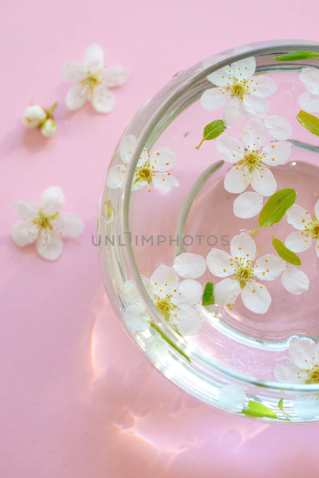 Spring white flowers in bowl of water