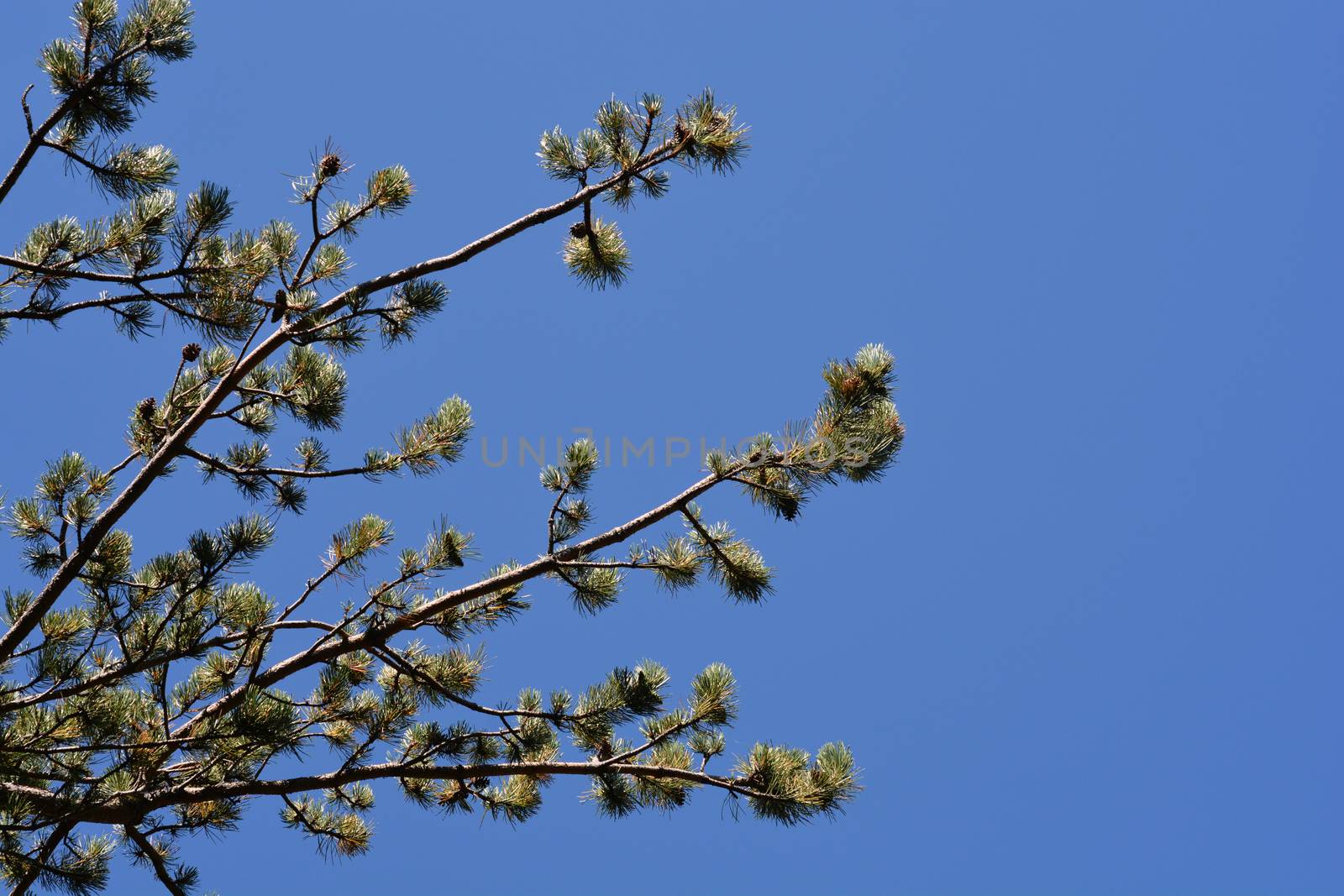 Pine tree branches against blue summer sky