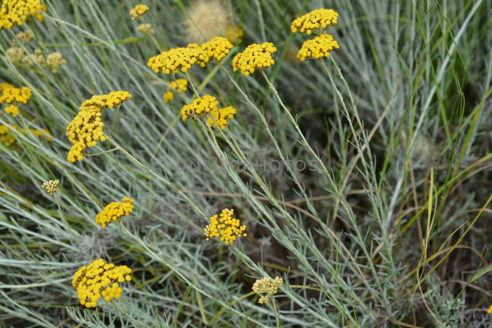 Close up of a yellow Mediterranean flowers - Latin name Helichrysum italicum