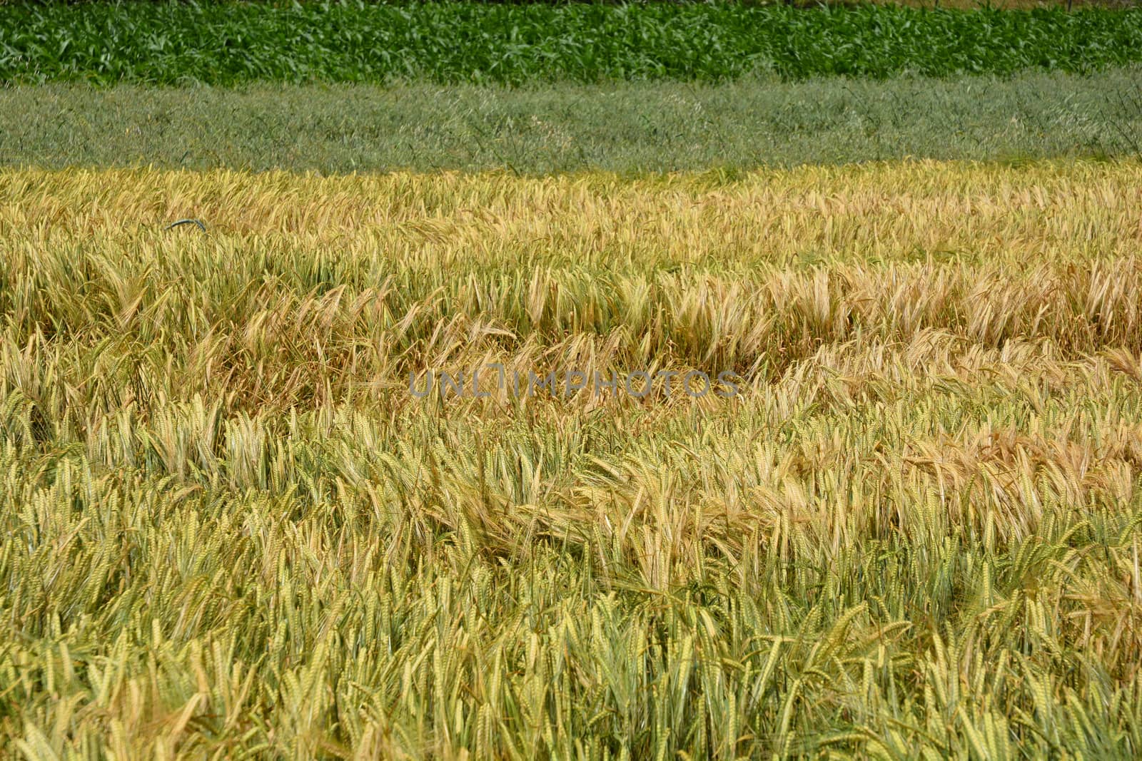 Wheat field by nahhan