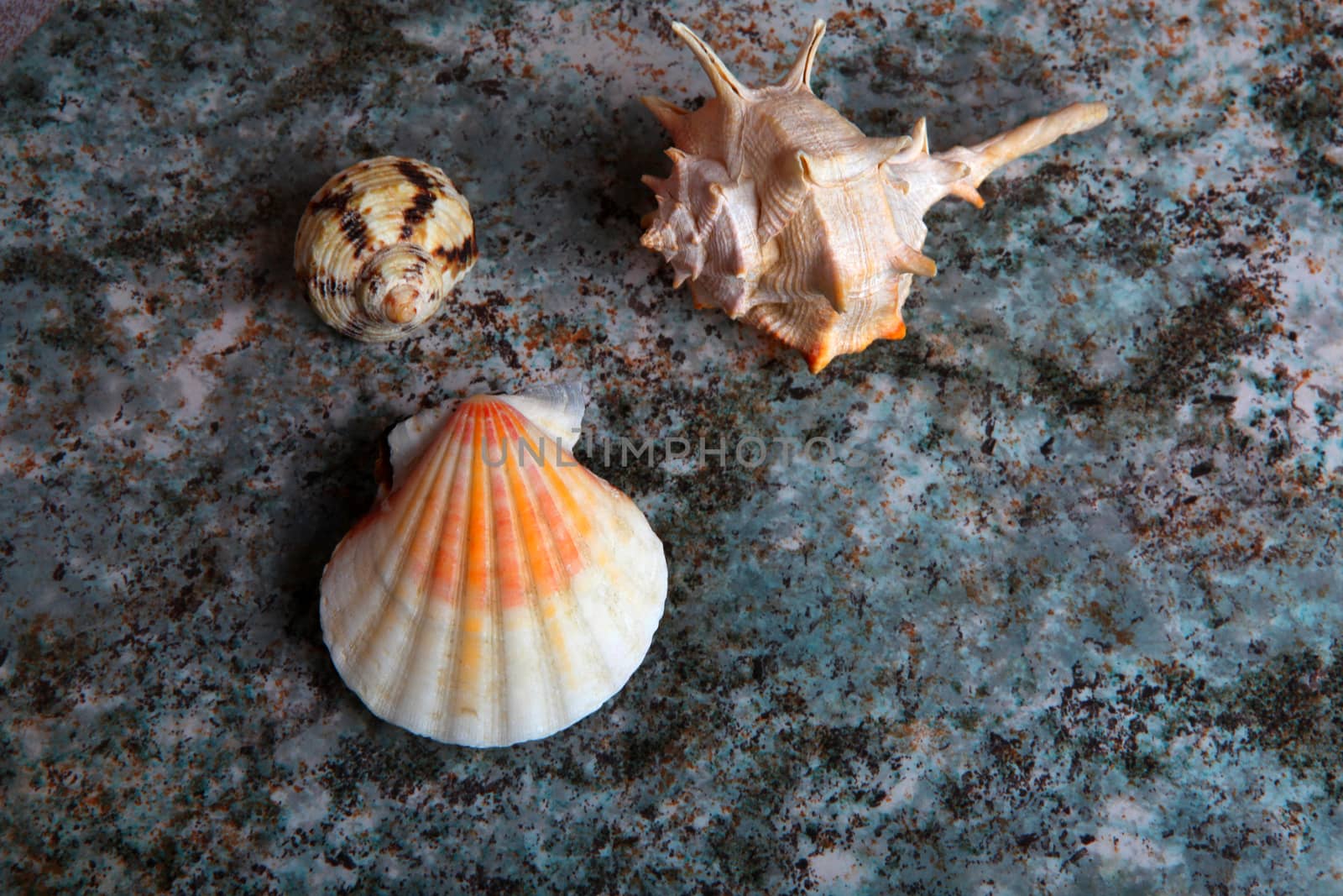 Sea shell Studio quality marble texture