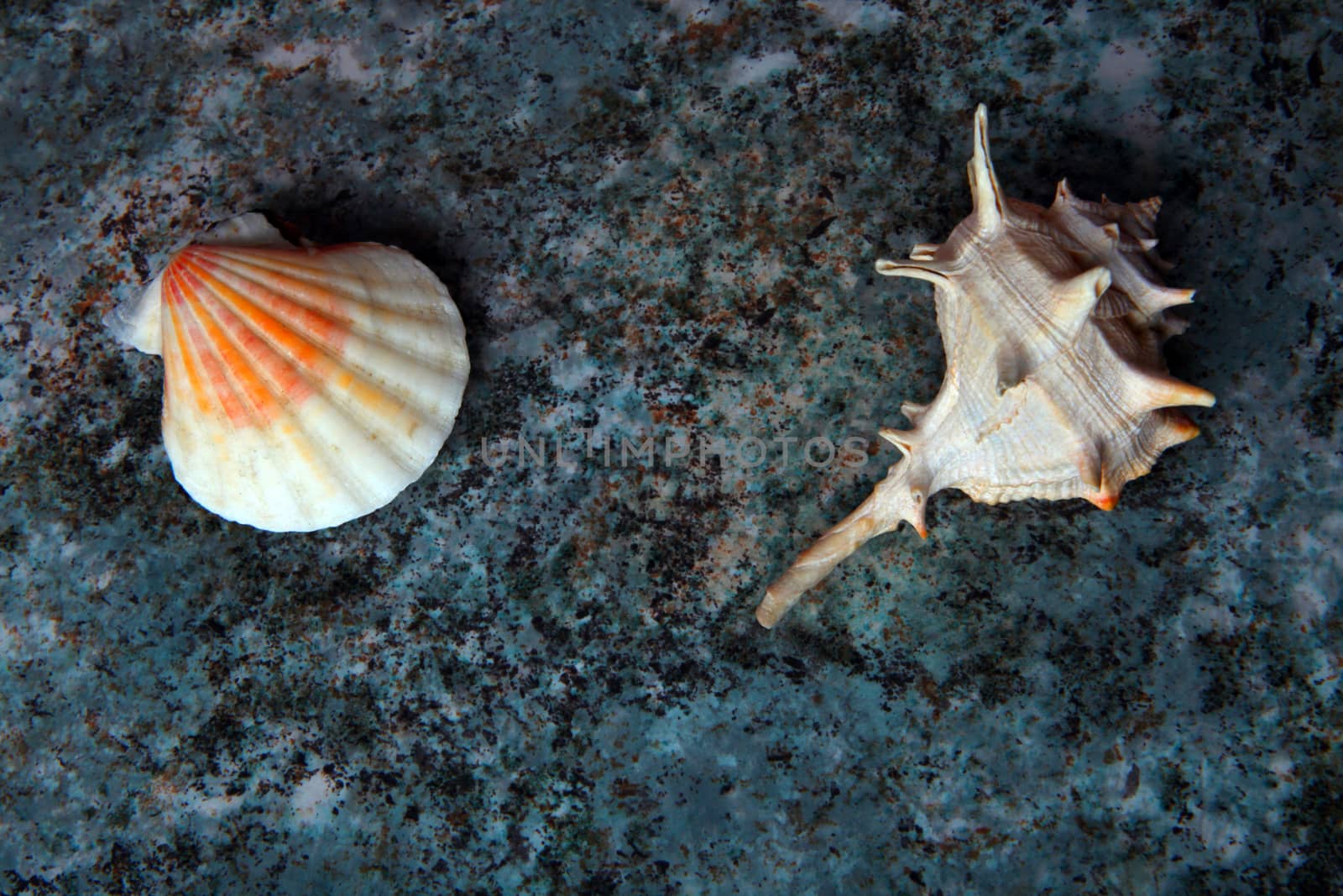 Sea shell Studio quality marble texture