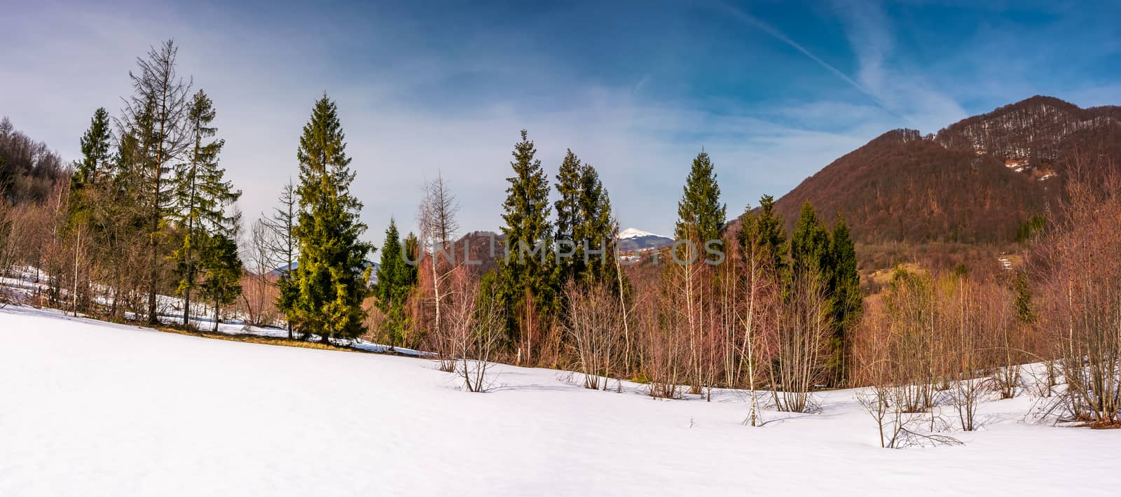 snowy slope with forest in springtime by Pellinni