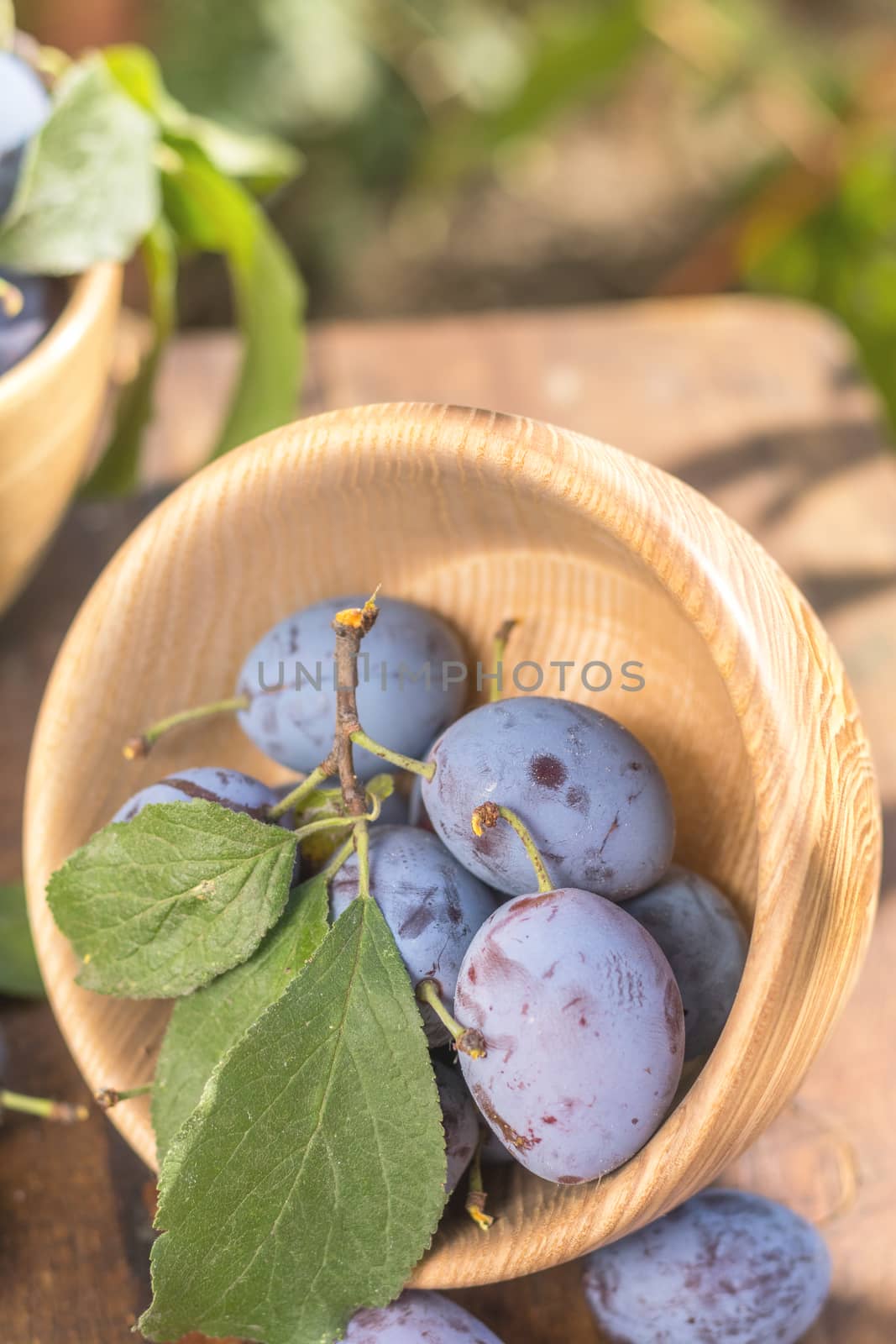 Fresh plums with green leaves in wooden pot on the dark wooden table. Sunny day in the garden. Shallow depth of field. Toned