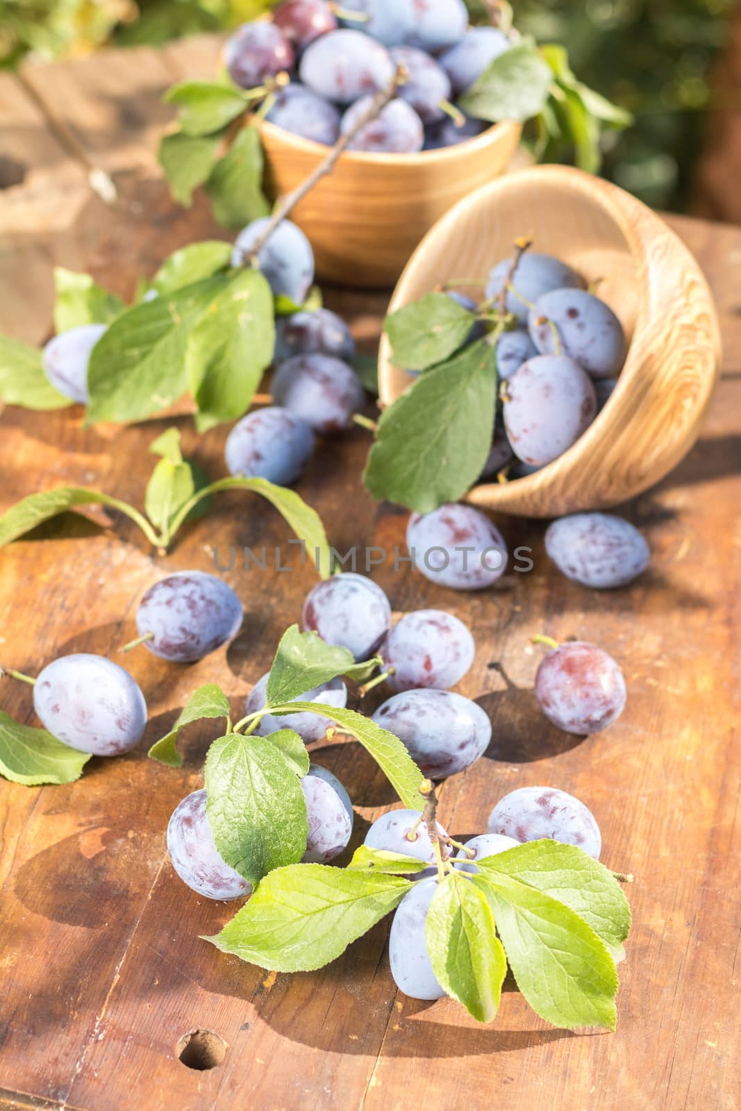 Fresh plums with green leaves in wooden pot on the dark wooden table. Sunny day in the garden. Shallow depth of field. Toned