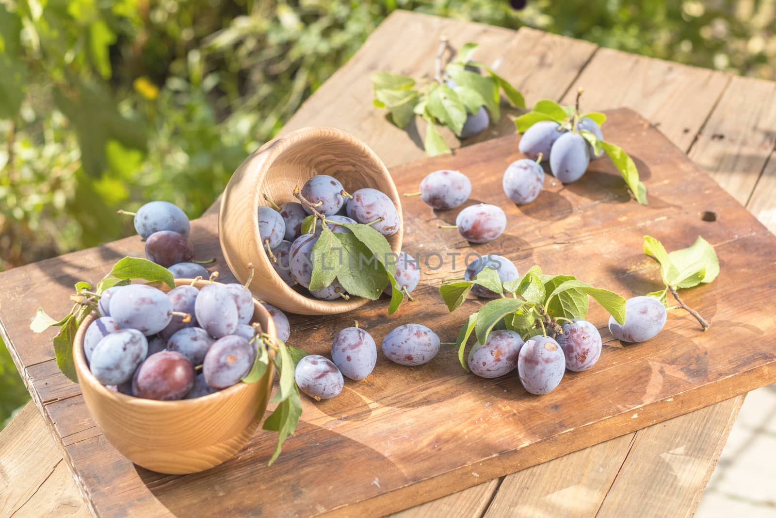 Fresh plums with green leaves in wooden pot on the dark wooden table. Sunny day in the garden. Shallow depth of field. Toned