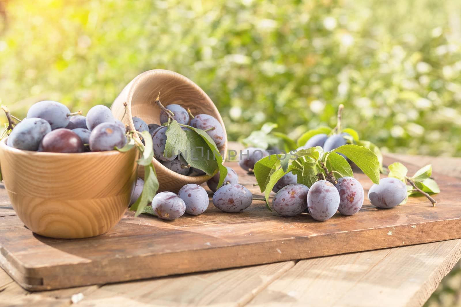 Fresh plums with green leaves in wooden pot on the dark wooden table. Sunny day in the garden. Shallow depth of field. Toned