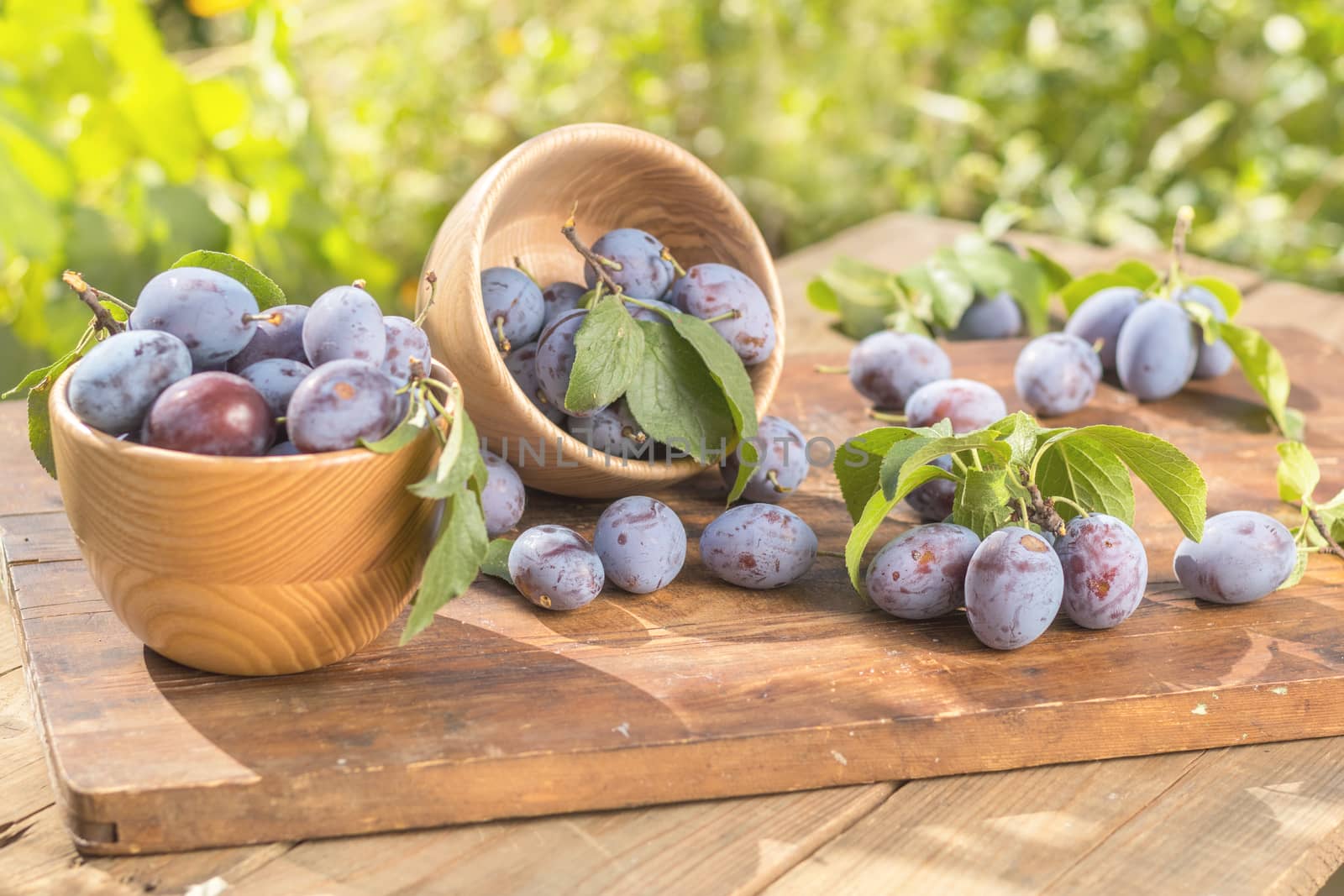 Fresh plums with green leaves in wooden pot on the dark wooden table. Sunny day in the garden. Shallow depth of field. Toned