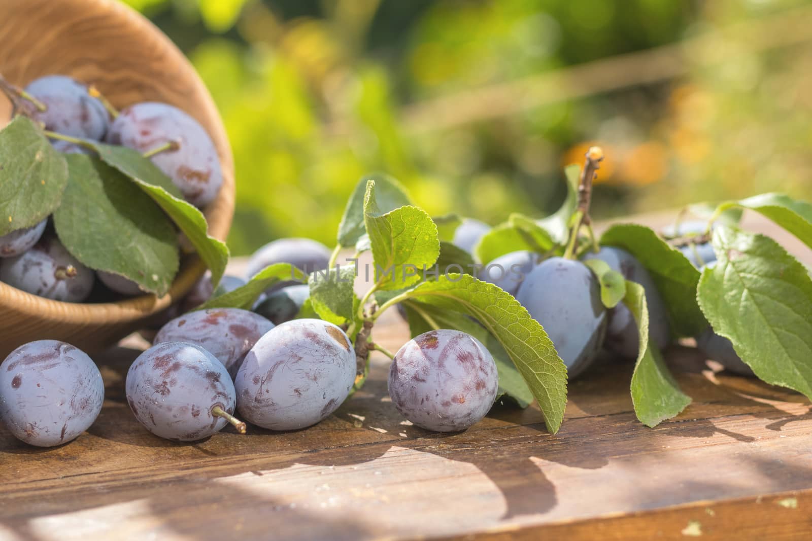 Fresh plums on wooden table in sunny day in garden by ArtSvitlyna