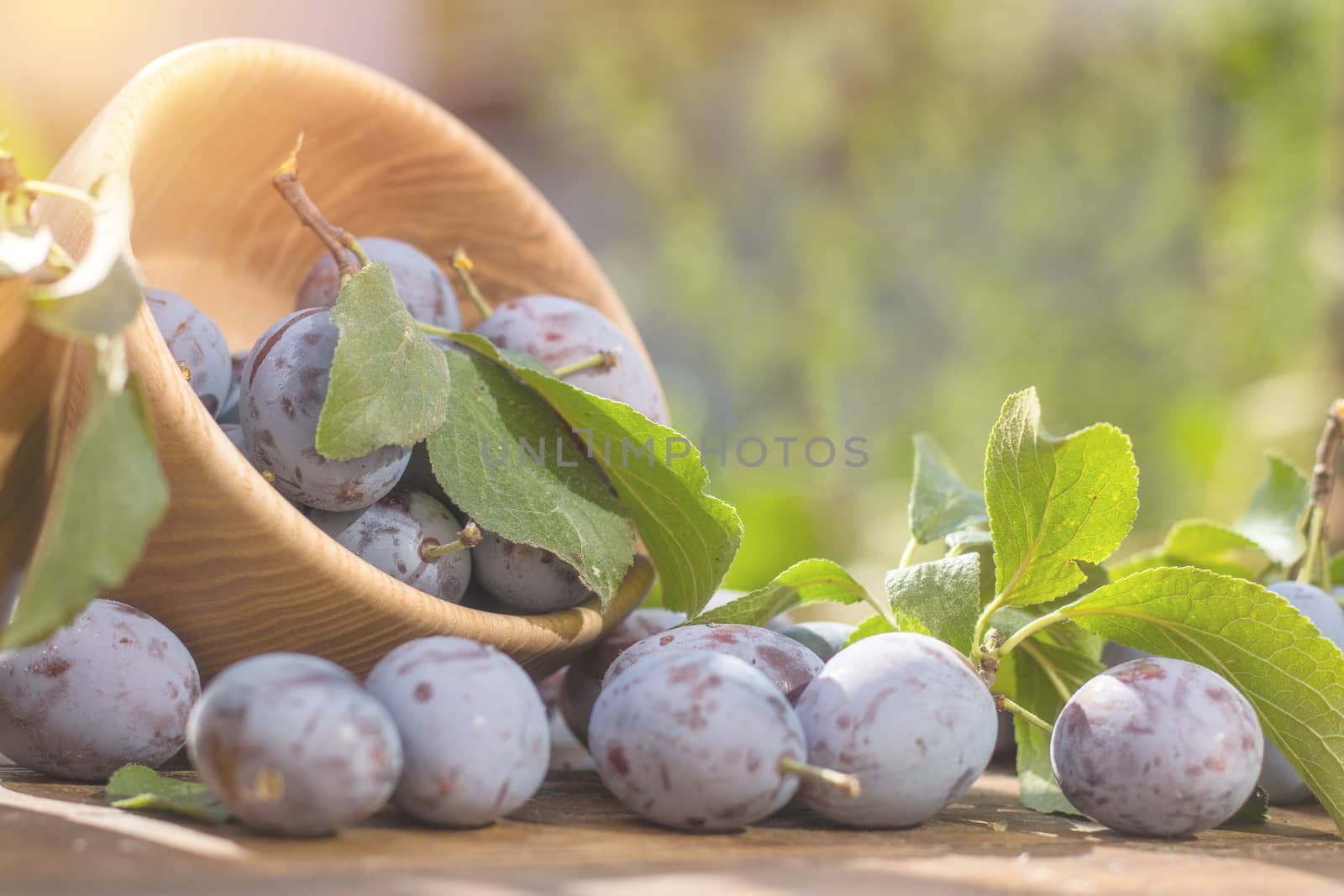 Fresh plums with green leaves in wooden pot on the dark wooden table. Sunny day in the garden. Shallow depth of field. Toned