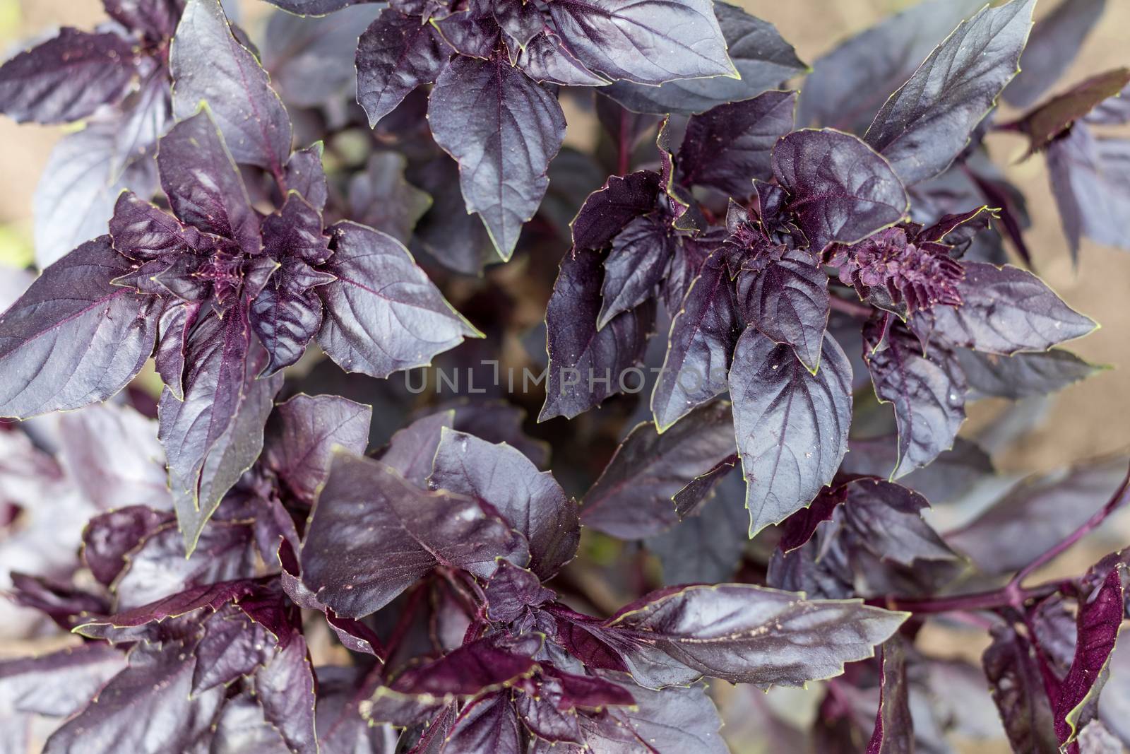 Bright purple basil in the garden. Top view
