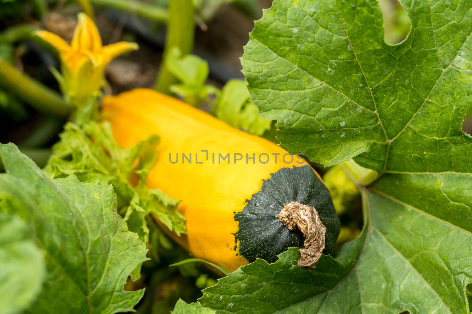 Fresh yellow squash with green top among green leaves in the garden