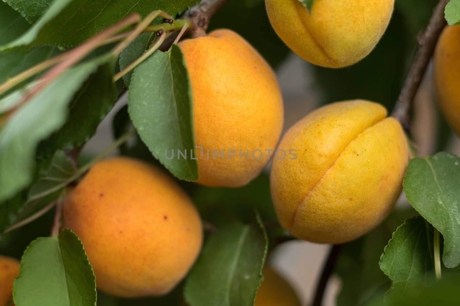  Fragrant ripe juicy apricots on a branch with green leaves by ArtSvitlyna