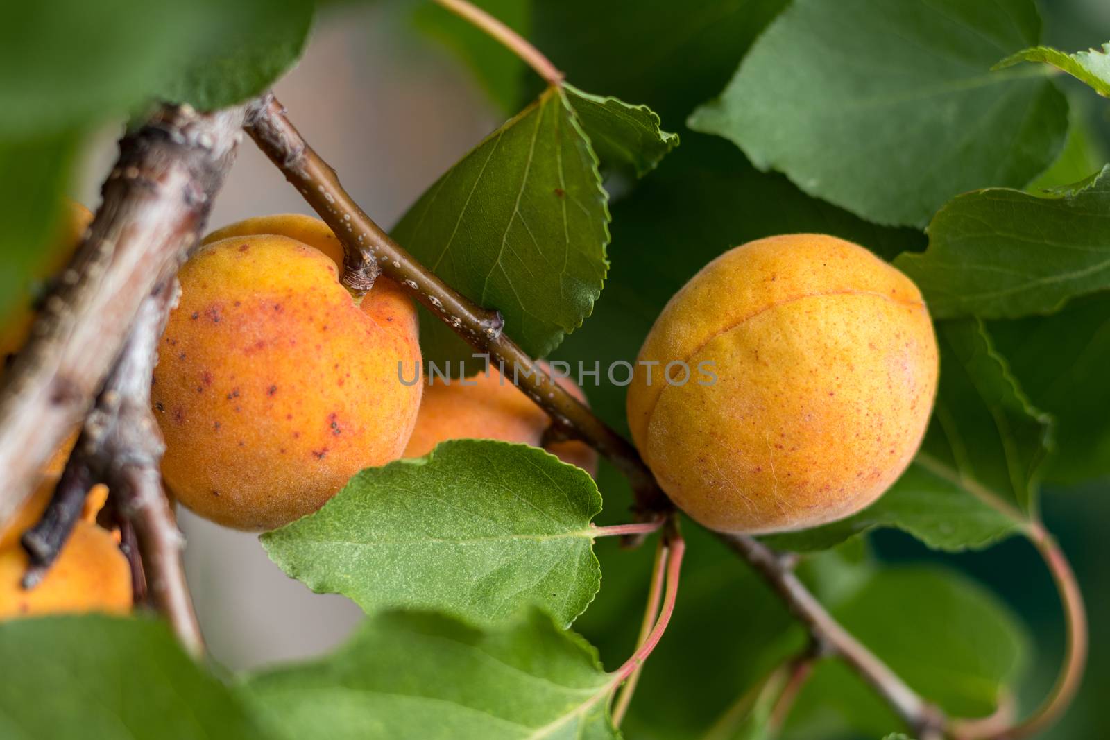 Fragrant ripe juicy apricots on a tiny branch with green leaves. Close-up.