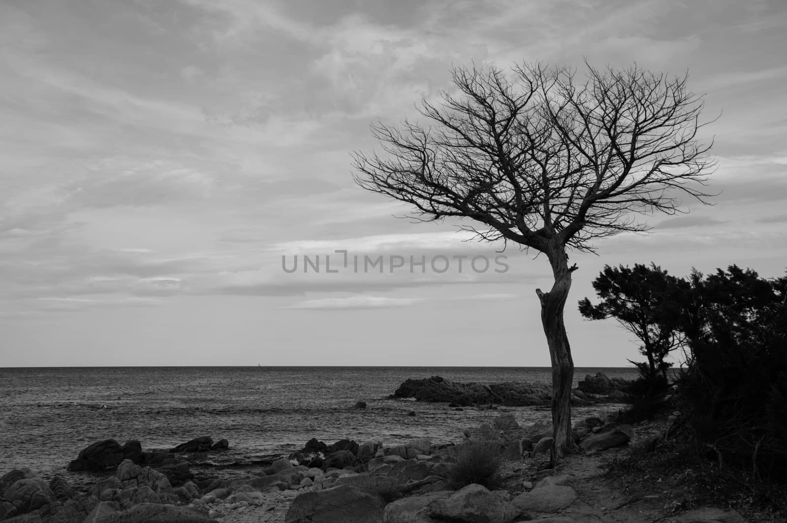 a death tree in front of the sea