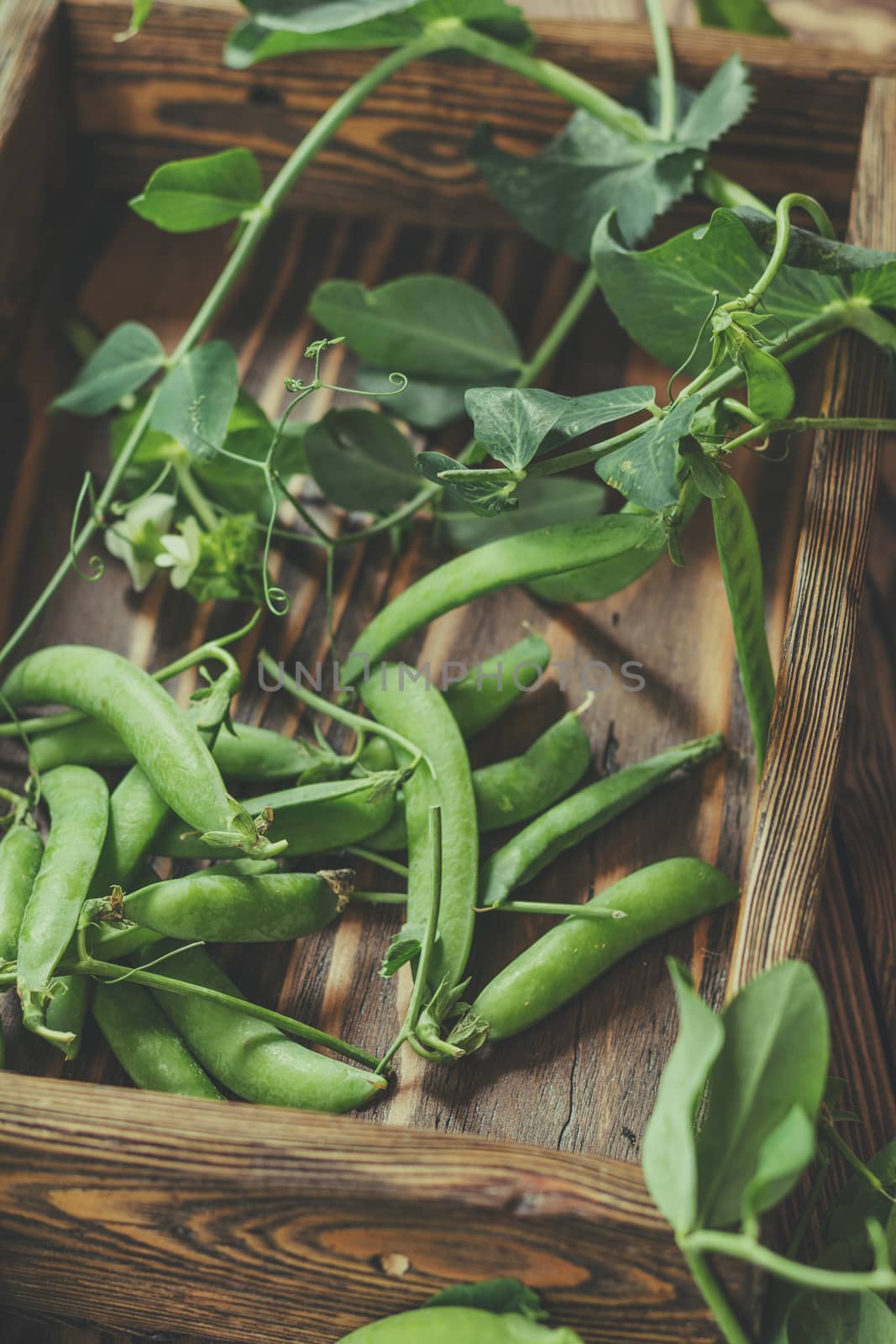 Pods of green peas and pea on a dark wooden surface. Vintage wooden surface for design with beautifully located pods of green peas. Toned and coloring photo. Shallow depth of field.